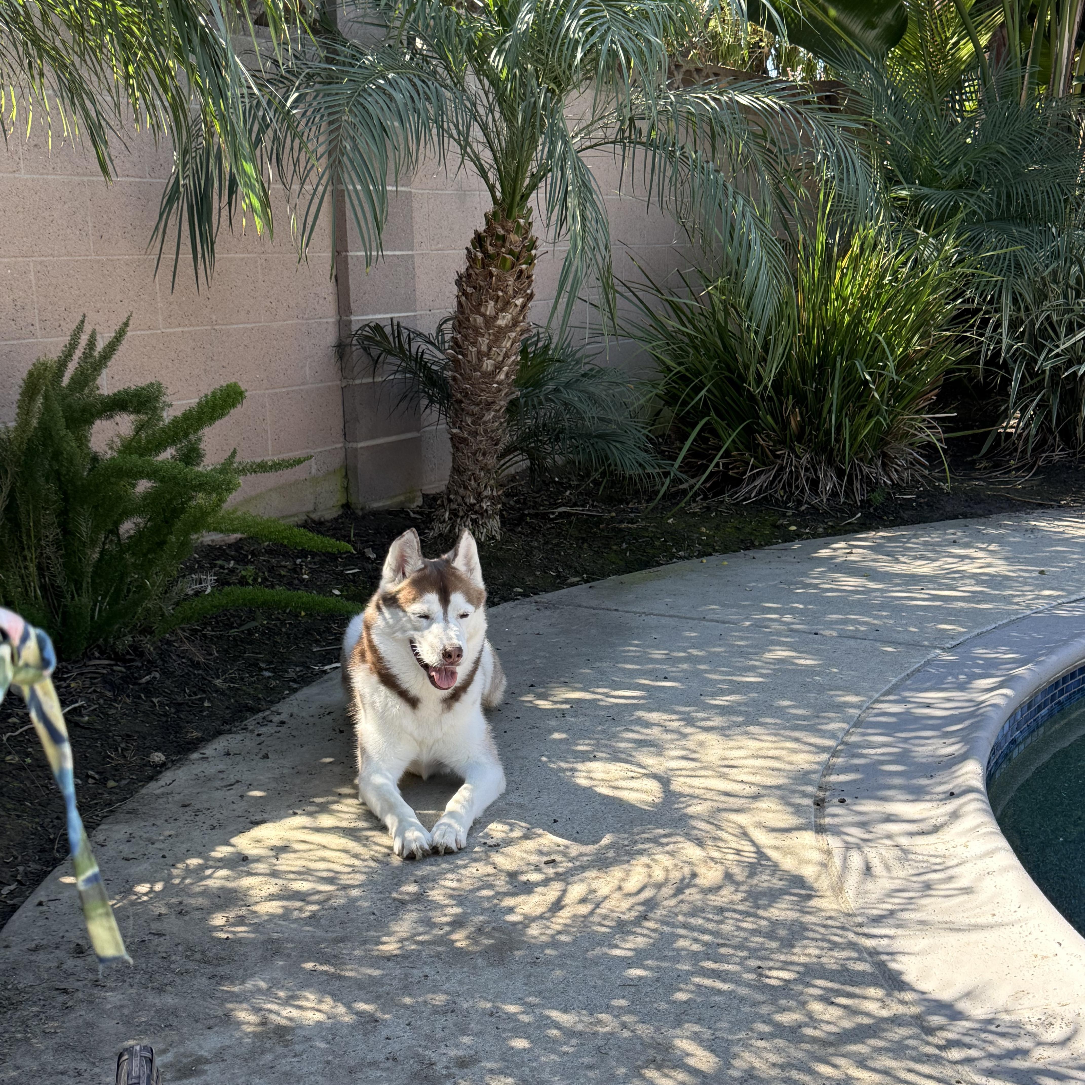 Enlarge Bear, a Adoptable mixed breed in Los Angeles, CA image 6/6