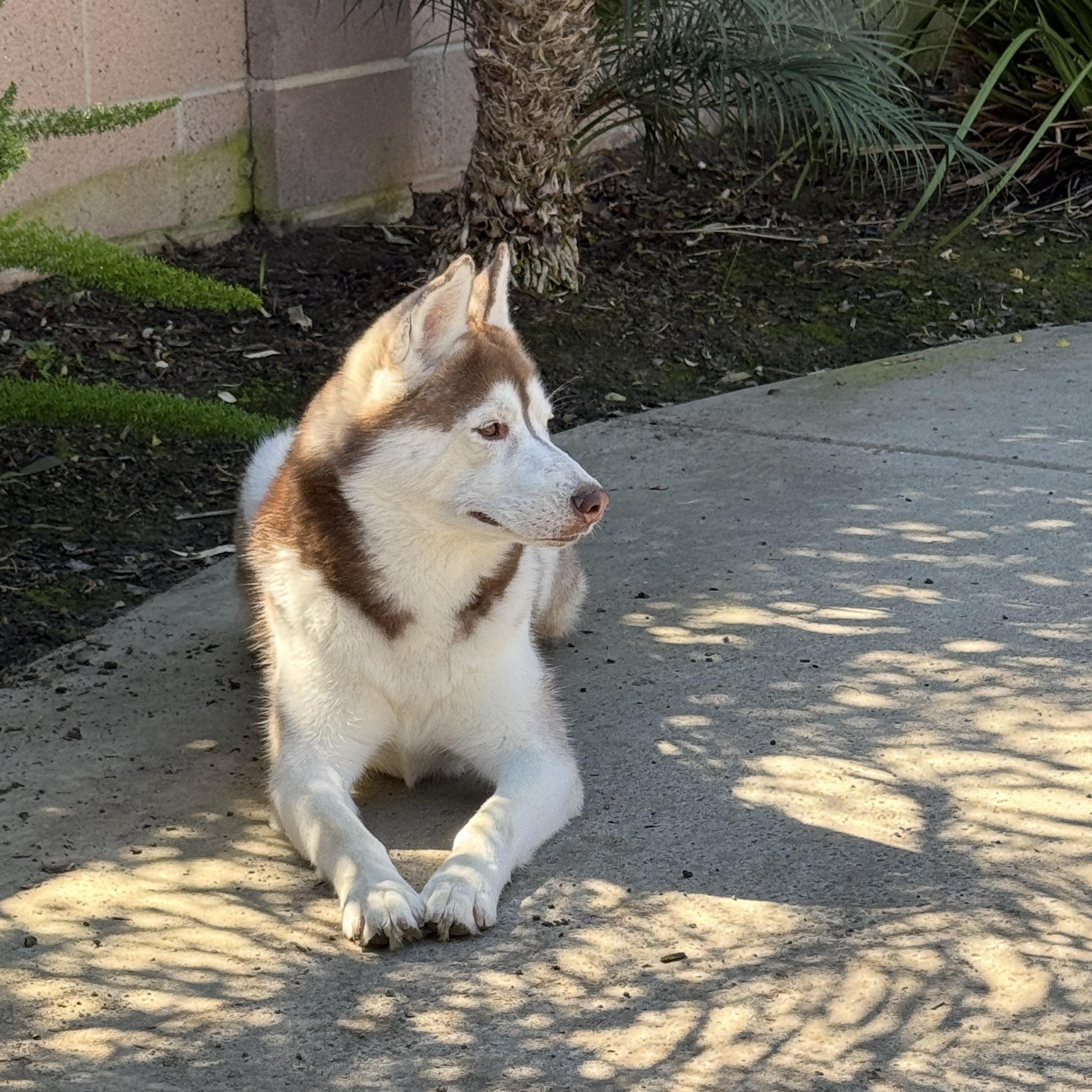 Enlarge Bear, a Adoptable mixed breed in Los Angeles, CA image 2/6