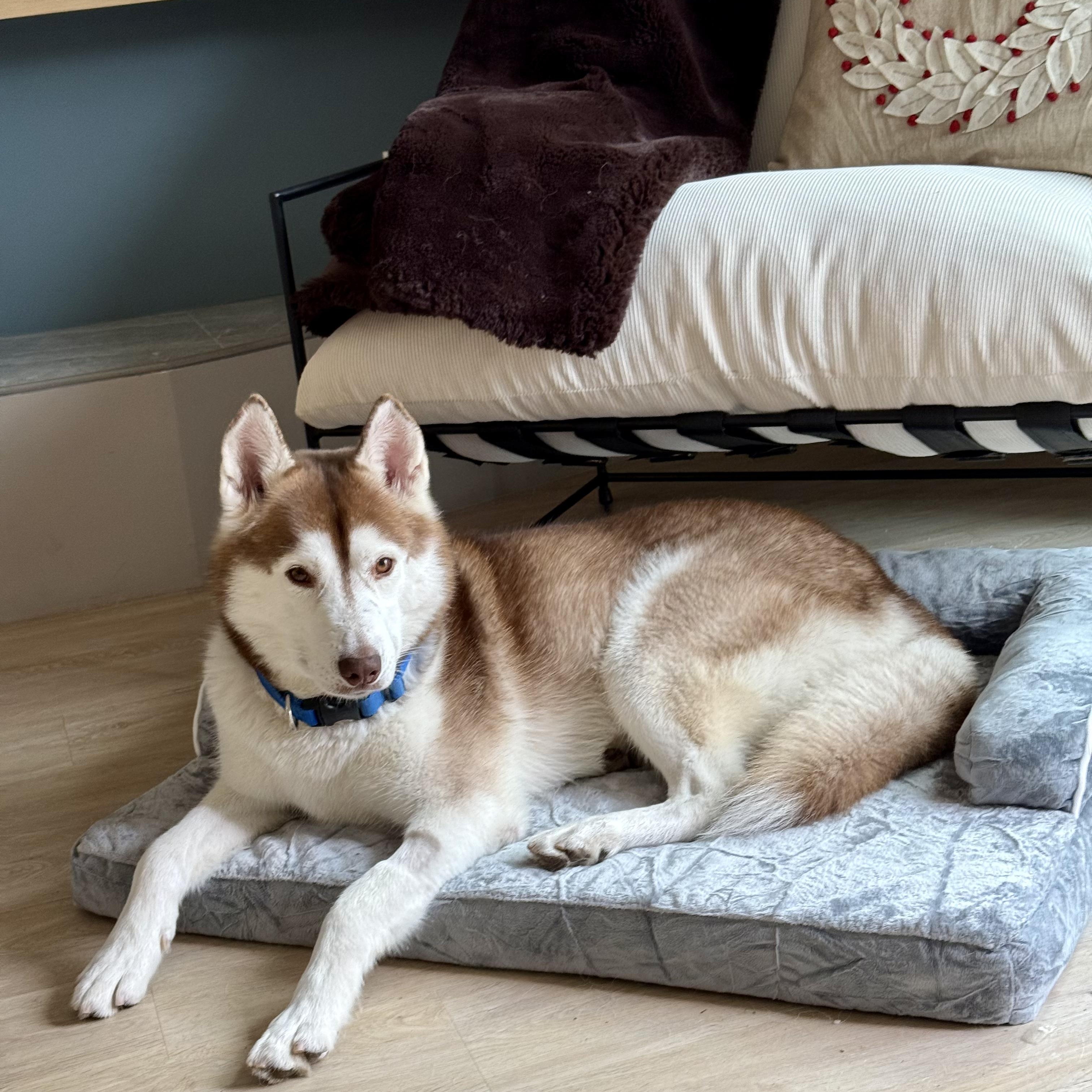 Enlarge Bear, an adopted mixed breed in Thousand Oaks, CA image 1/6