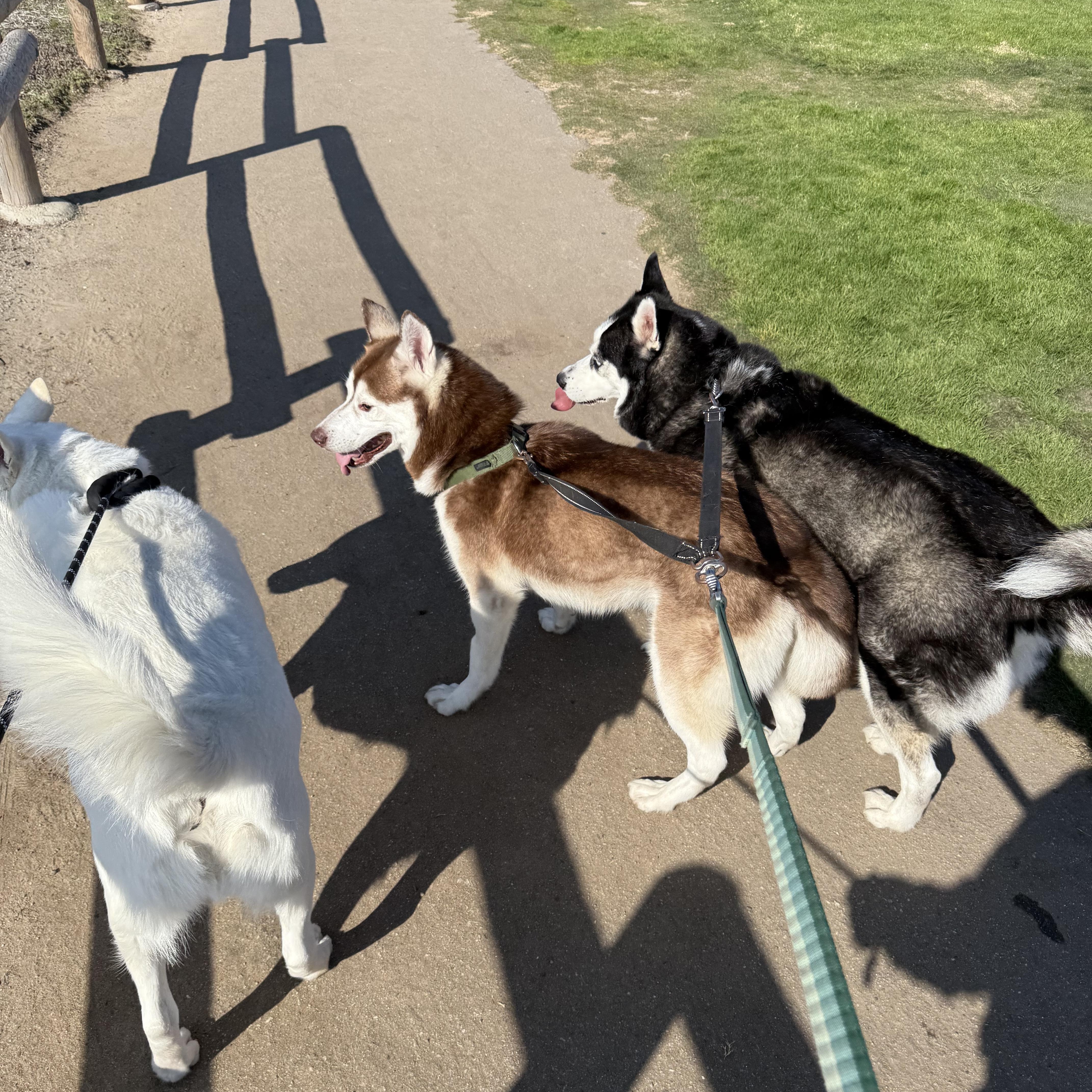Enlarge Bear, a Adoptable mixed breed in Los Angeles, CA image 3/6