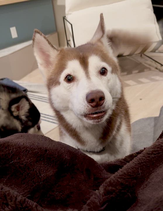 Enlarge Bear, a Adoptable mixed breed in Los Angeles, CA video 4/6