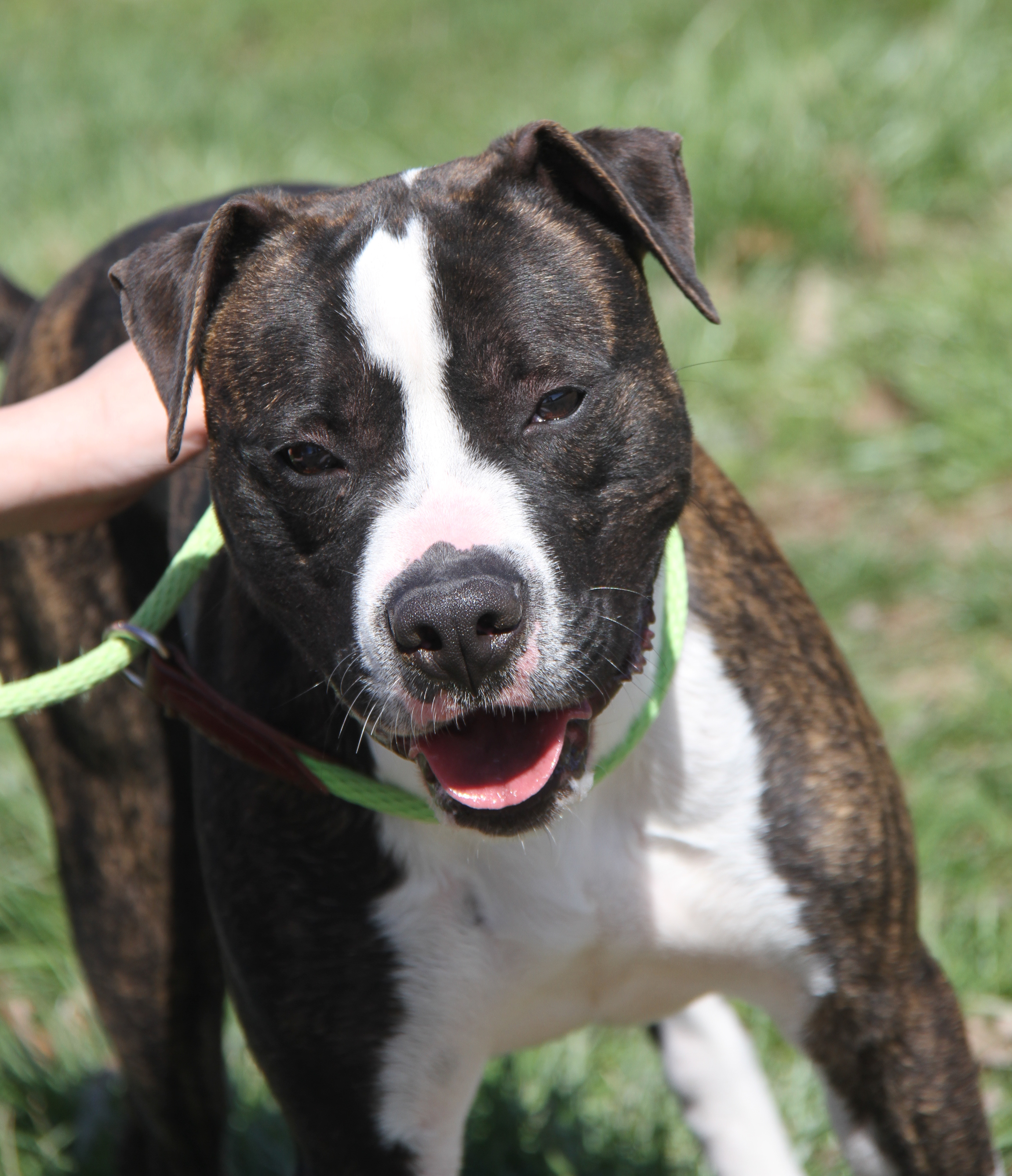 Spice (Neutered) (Photos 3/25/2024), Adoptable, Adult Male Pit Bull Terrier.