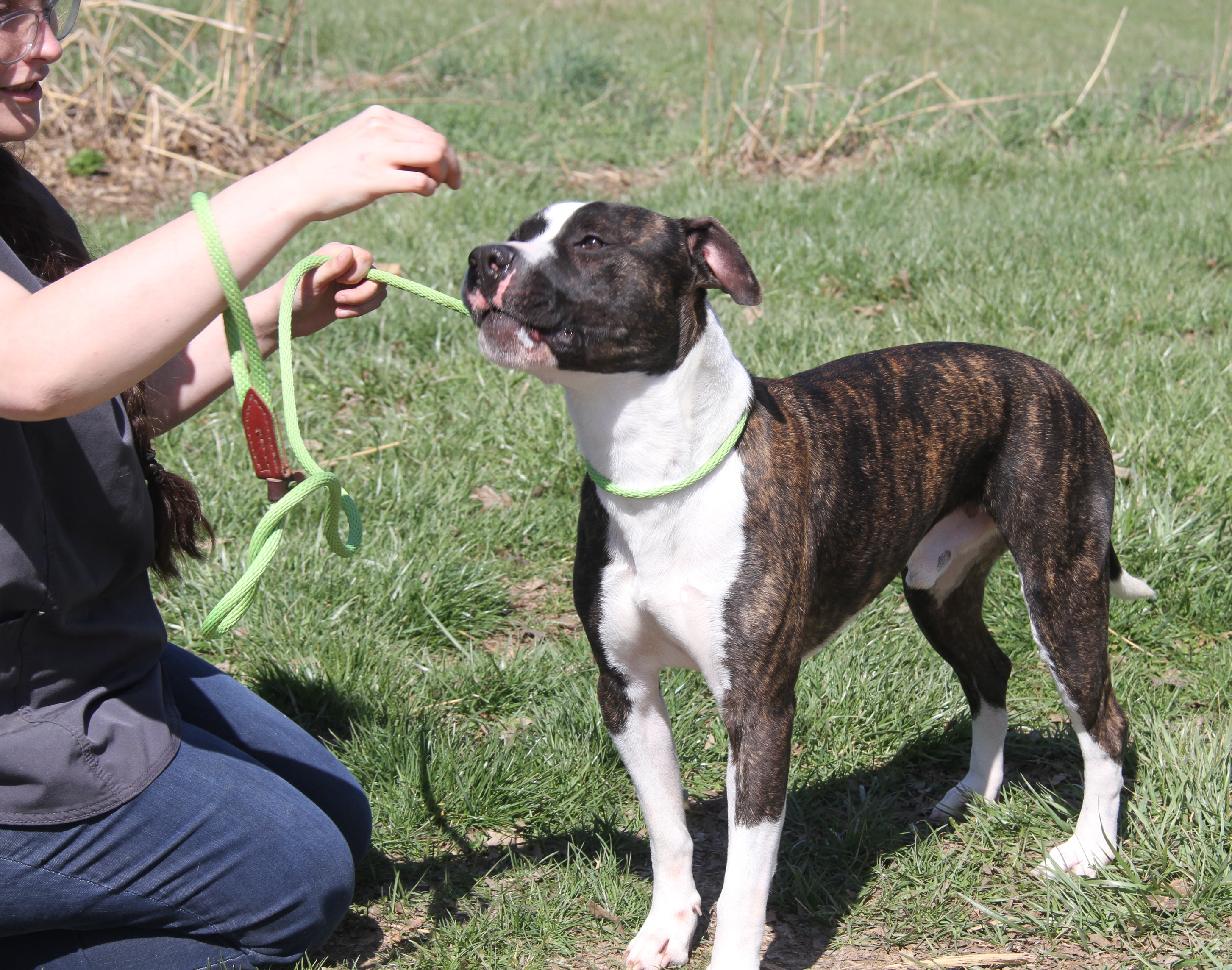 Spice (Neutered) (Photos 3/25/2024), a Adoptable mixed breed in Marietta, OH image 2/6