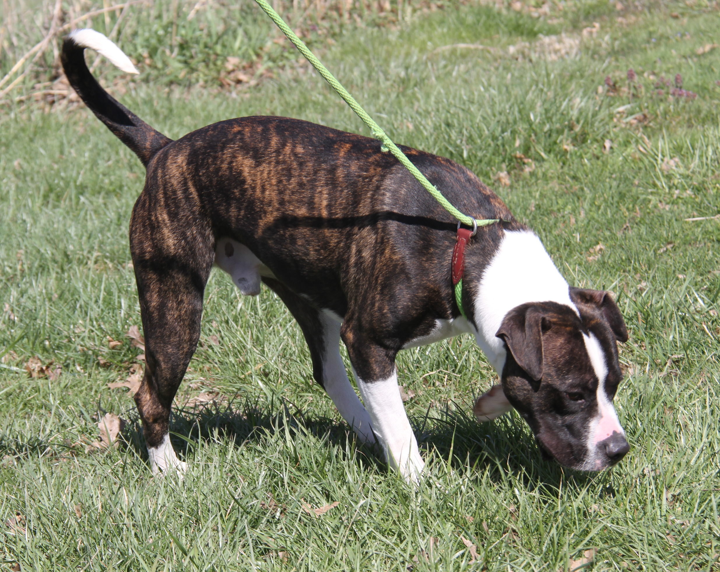 Spice (Neutered) (Photos 3/25/2024), a Adoptable mixed breed in Marietta, OH image 3/6