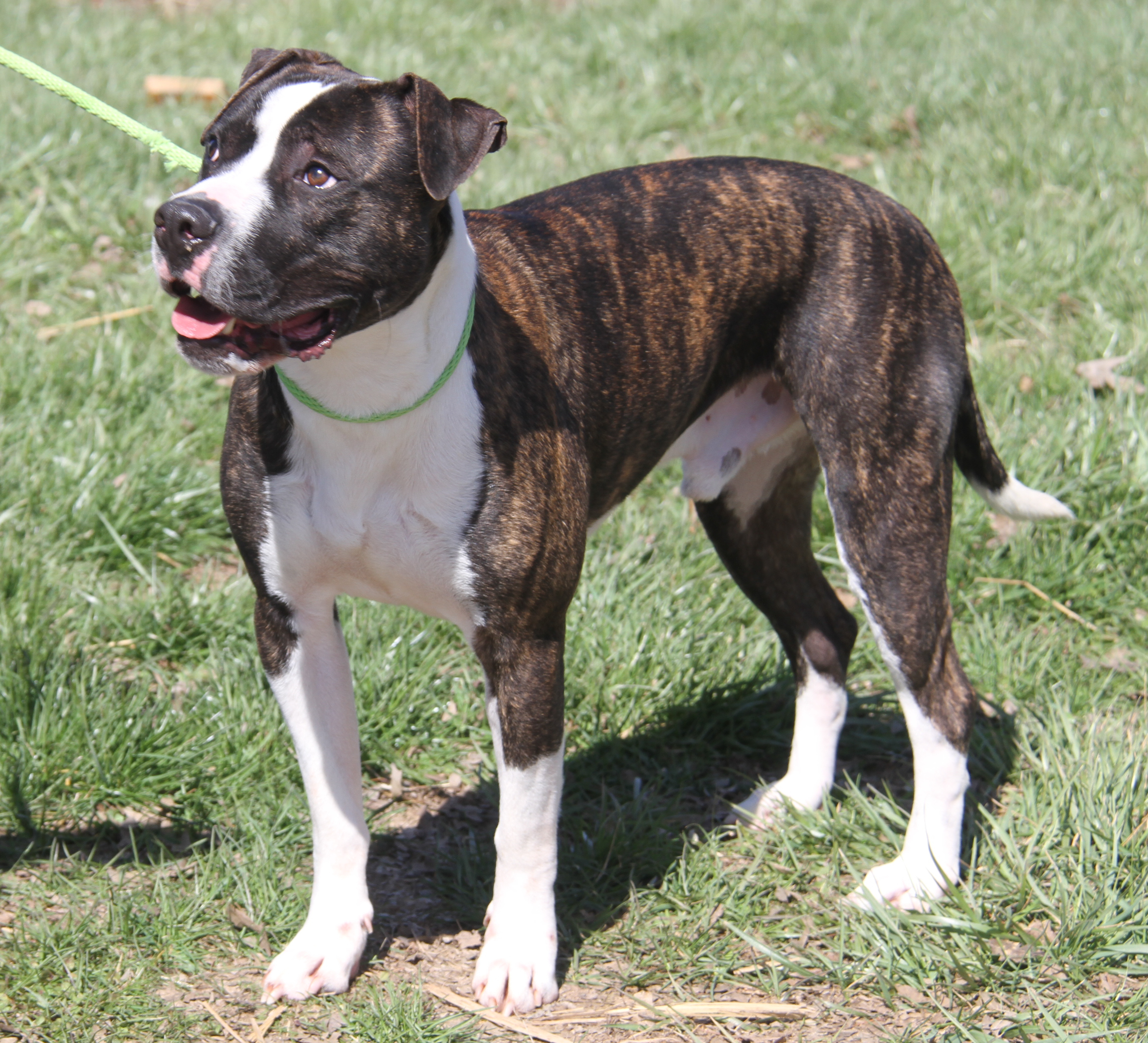 Spice (Neutered) (Photos 3/25/2024), a Adoptable mixed breed in Marietta, OH image 4/6