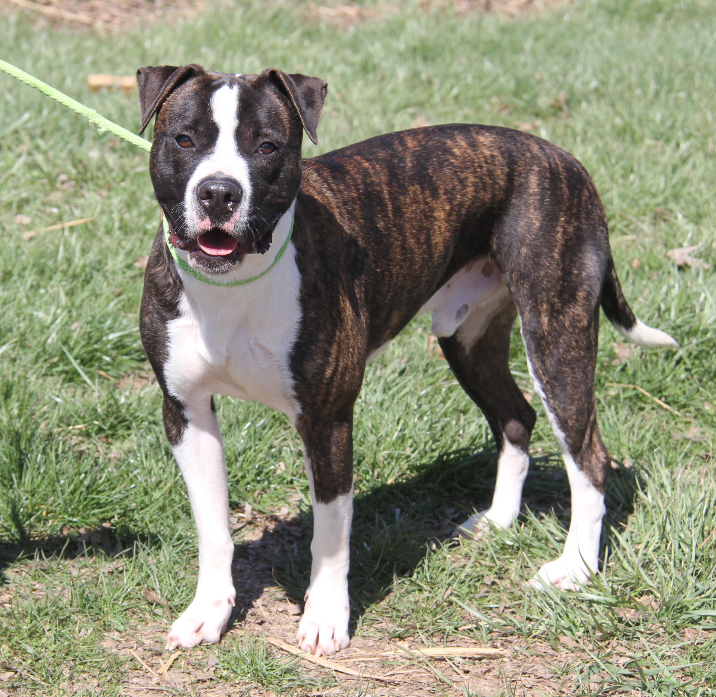Spice (Neutered) (Photos 3/25/2024), a Adoptable mixed breed in Marietta, OH image 5/6