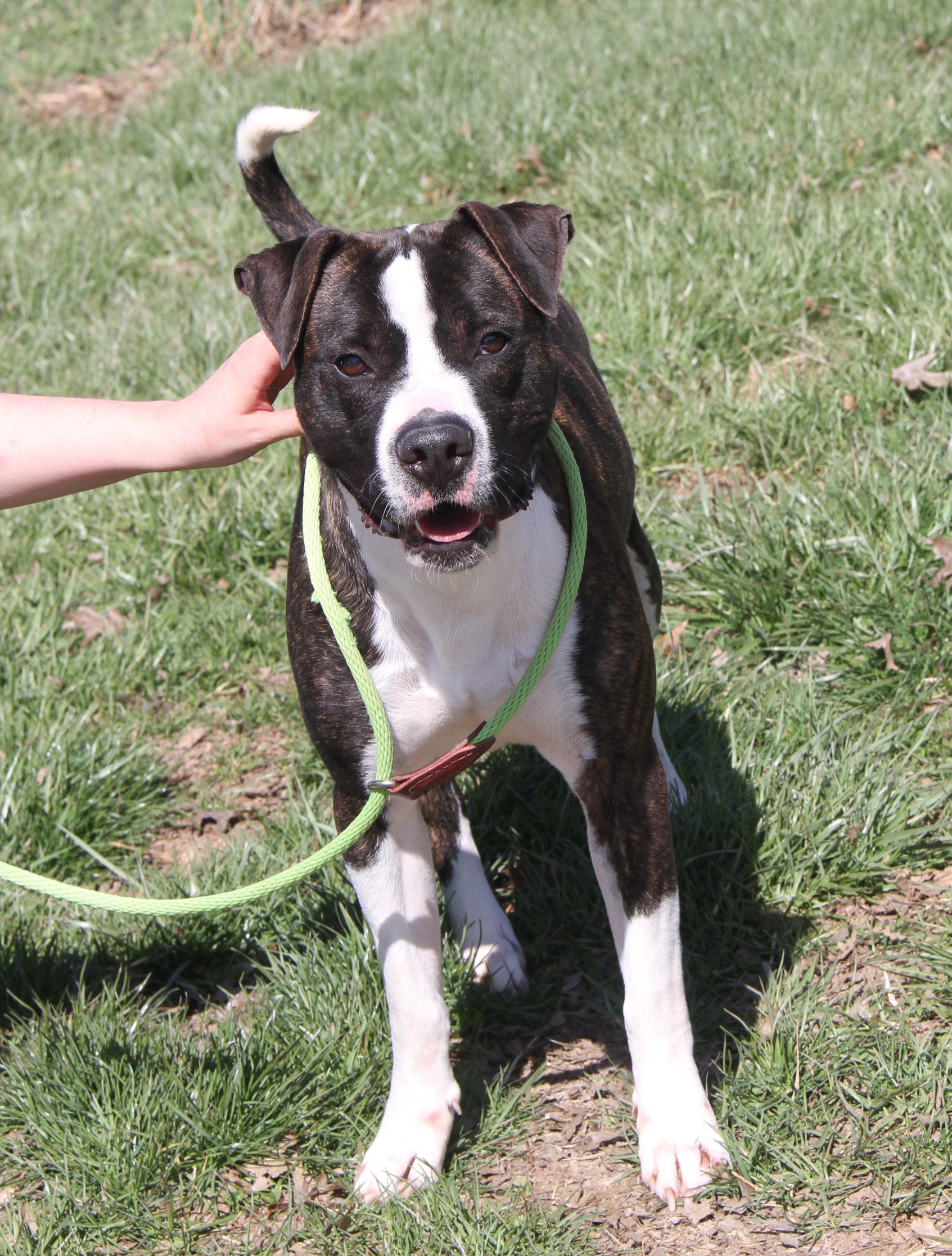 Spice (Neutered) (Photos 3/25/2024), a Adoptable mixed breed in Marietta, OH image 6/6