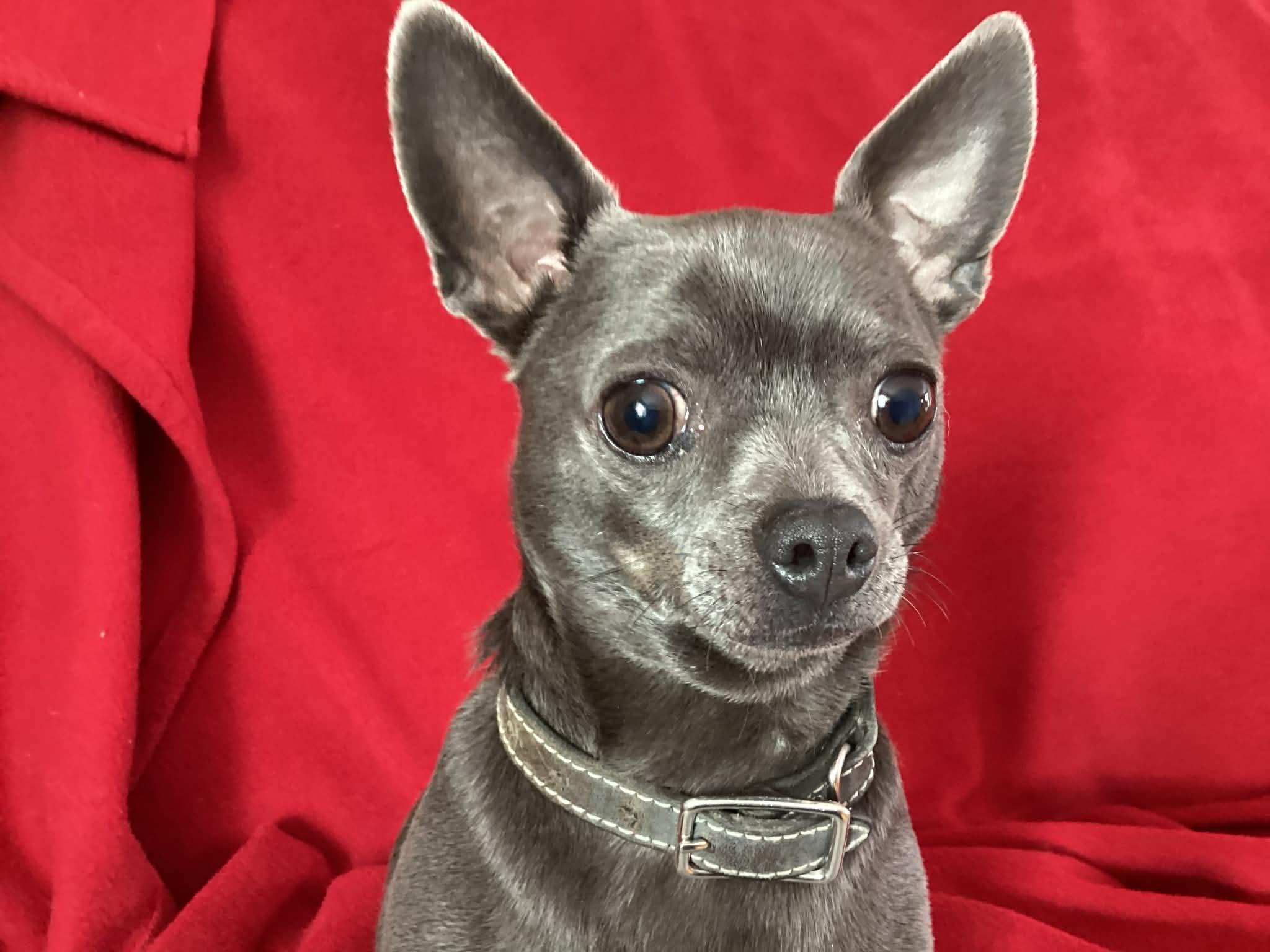 Youki, ADOPTABLE, Adult Male Chihuahua.