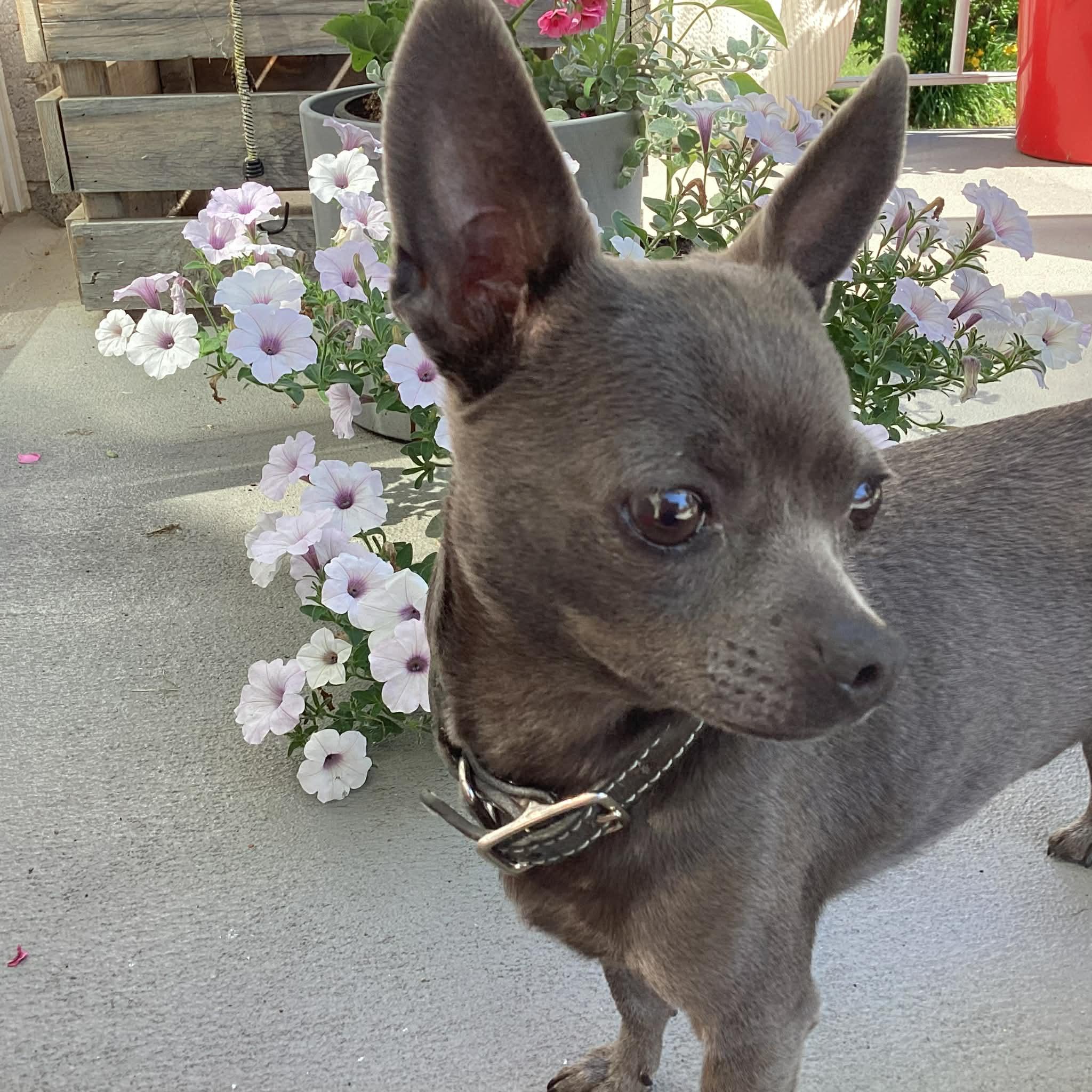 Enlarge Youki, a ADOPTABLE Chihuahua in St-Valerien, QC image 2/3