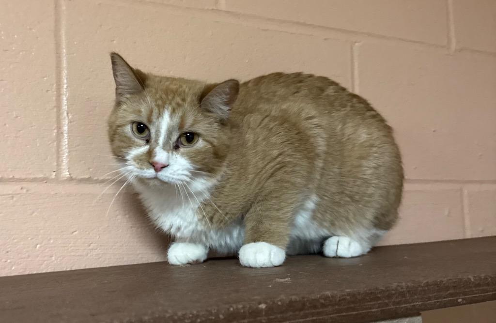 Paprika, Adoptable, Young Female Domestic Short Hair.