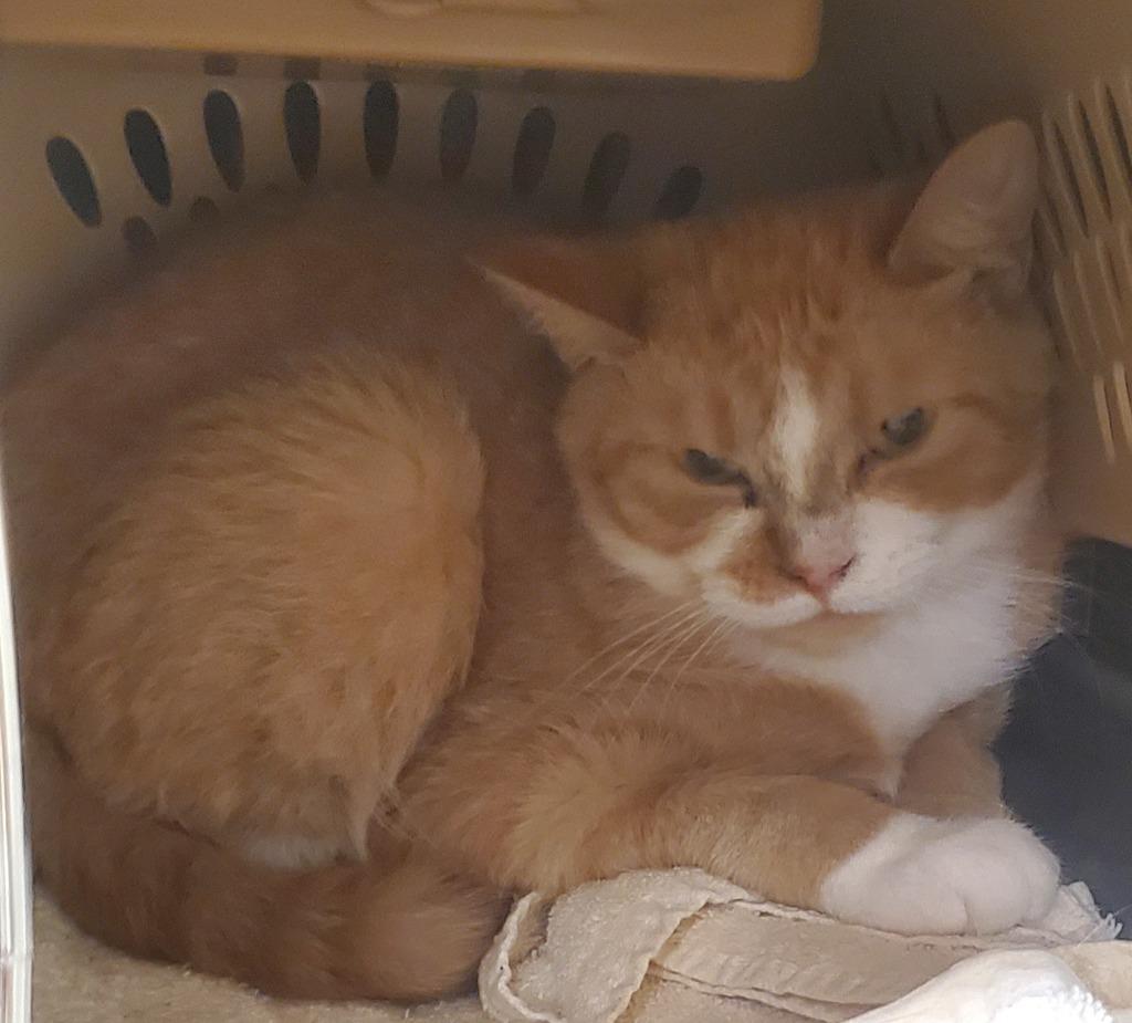 Enlarge Paprika, a Adoptable mixed breed in Olean, NY image 2/2