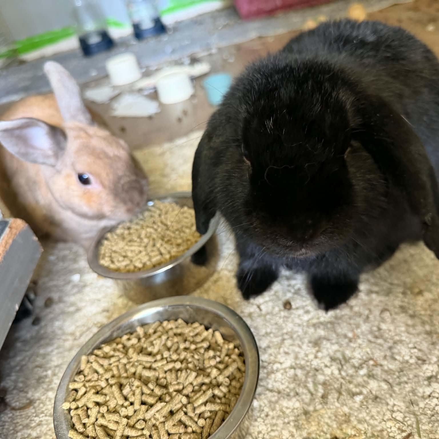 Enlarge Ranger and Buckee, a Adoptable Lop Eared in Asheville, NC image 3/3