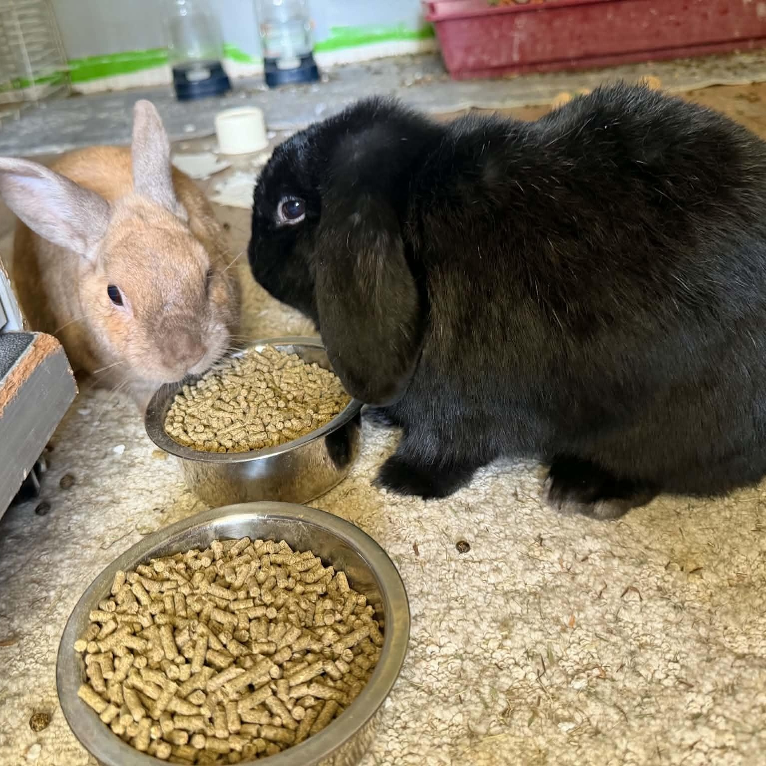 Enlarge Ranger and Buckee, a Adoptable Lop Eared in Asheville, NC image 1/3