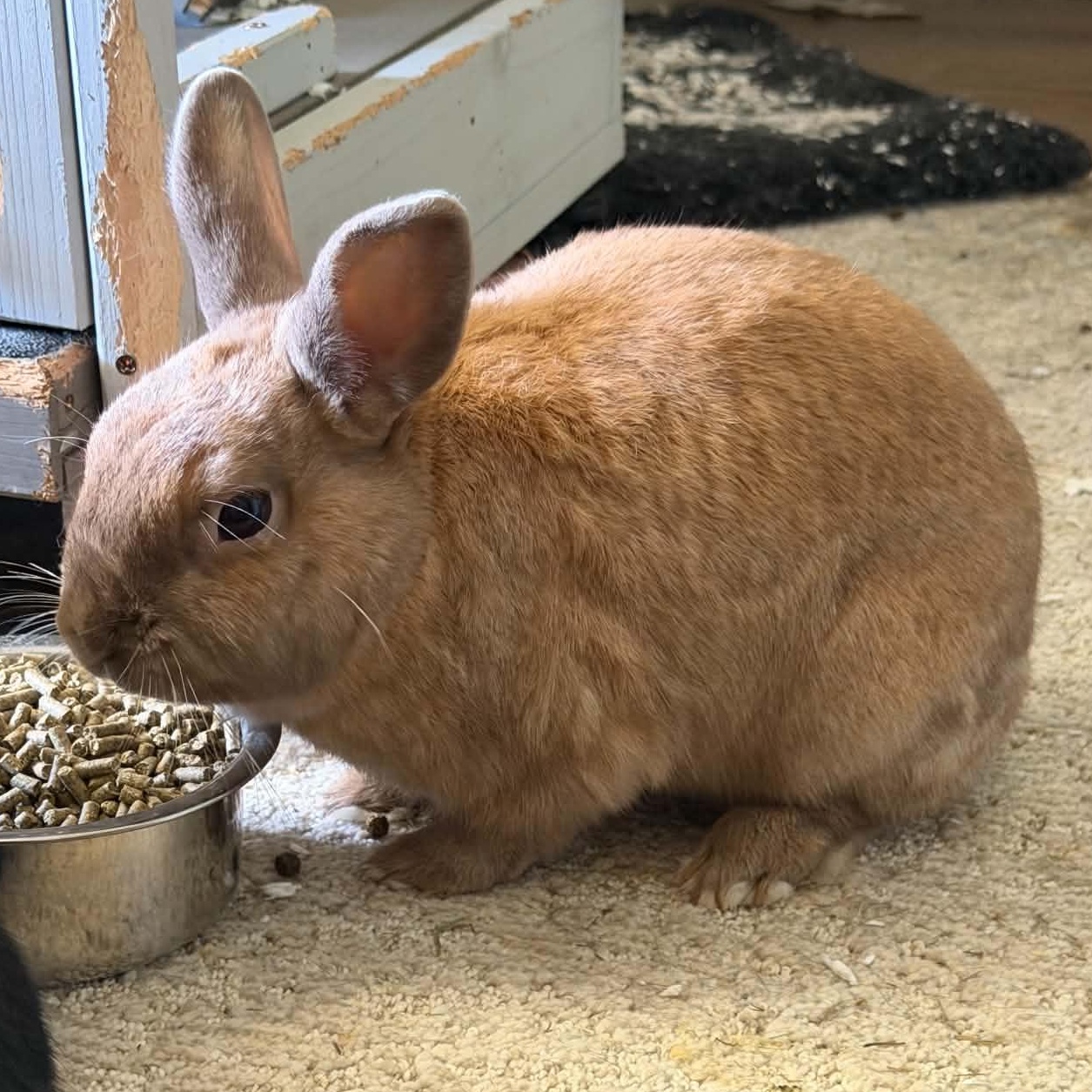 Enlarge Ranger and Buckee, a Adoptable Lop Eared in Asheville, NC image 2/3