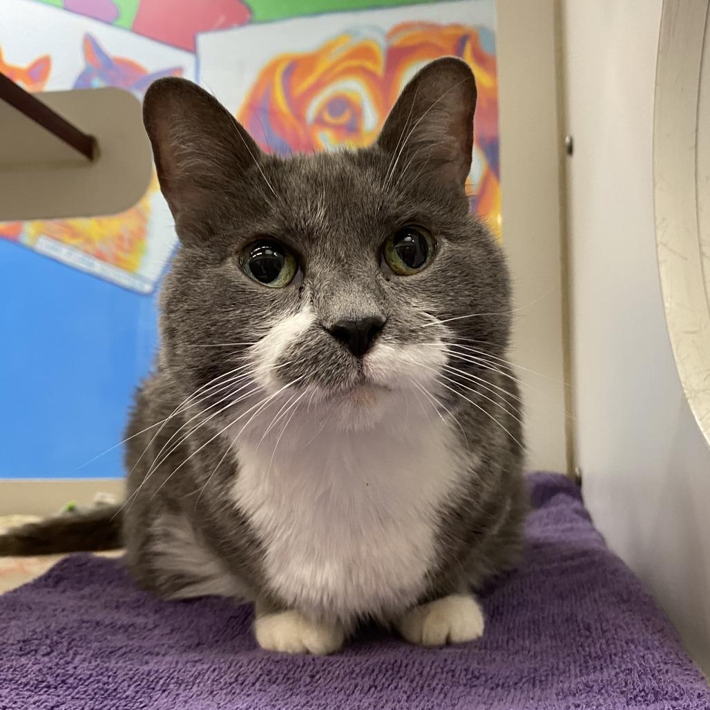 Enlarge Boo, a Adoptable Domestic Short Hair in Cheyenne, WY image 2/3