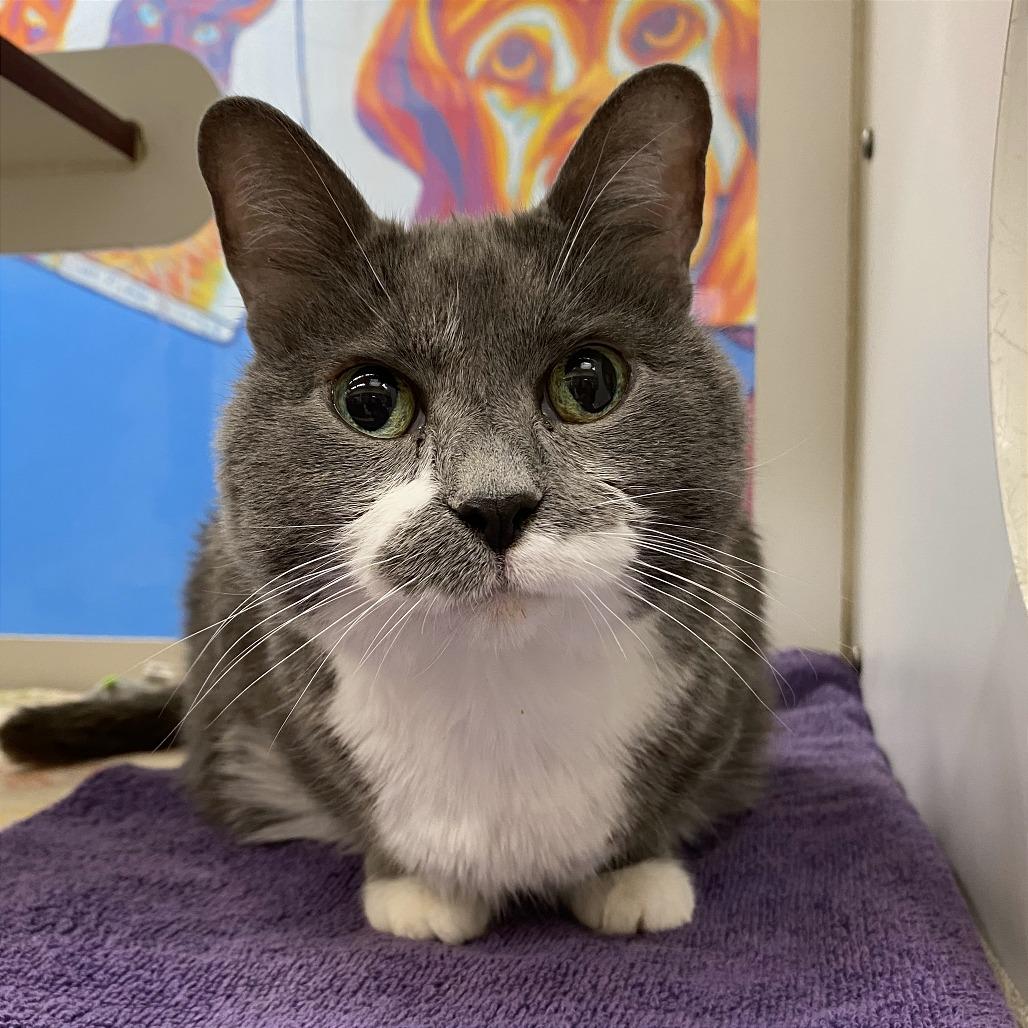 Enlarge Boo, a Adoptable Domestic Short Hair in Cheyenne, WY image 3/3