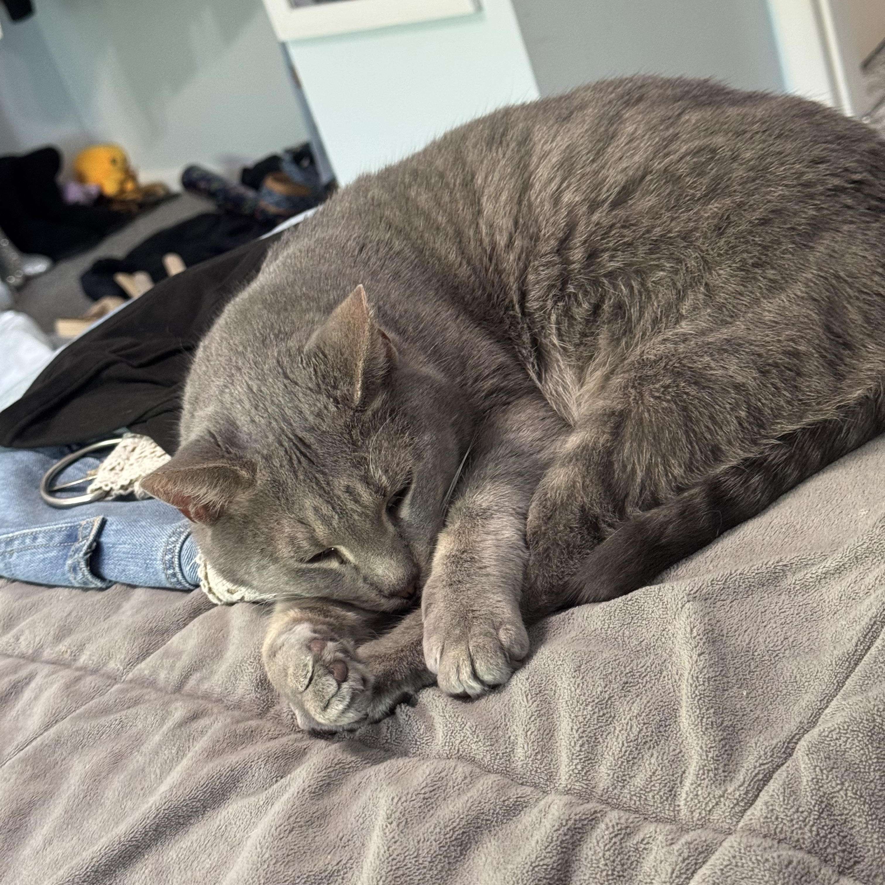 Mr. Grey Paws, Adoptable, Adult Male Domestic Short Hair.