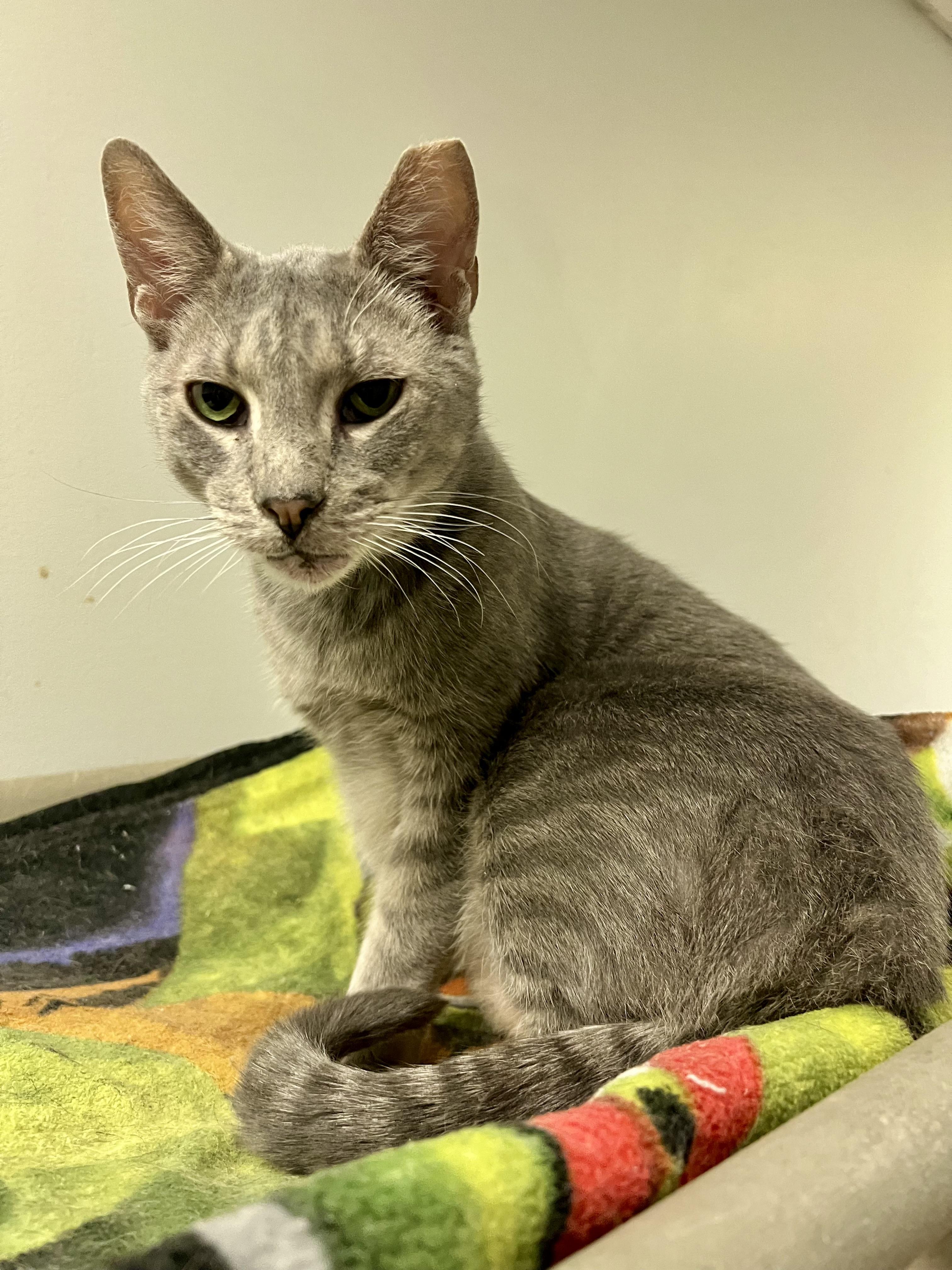 Enlarge Mr. Grey Paws, a Adoptable Domestic Short Hair in Warminster, PA image 4/6