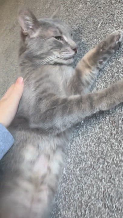 Enlarge Mr. Grey Paws, a Adoptable Domestic Short Hair in Warminster, PA video 6/6