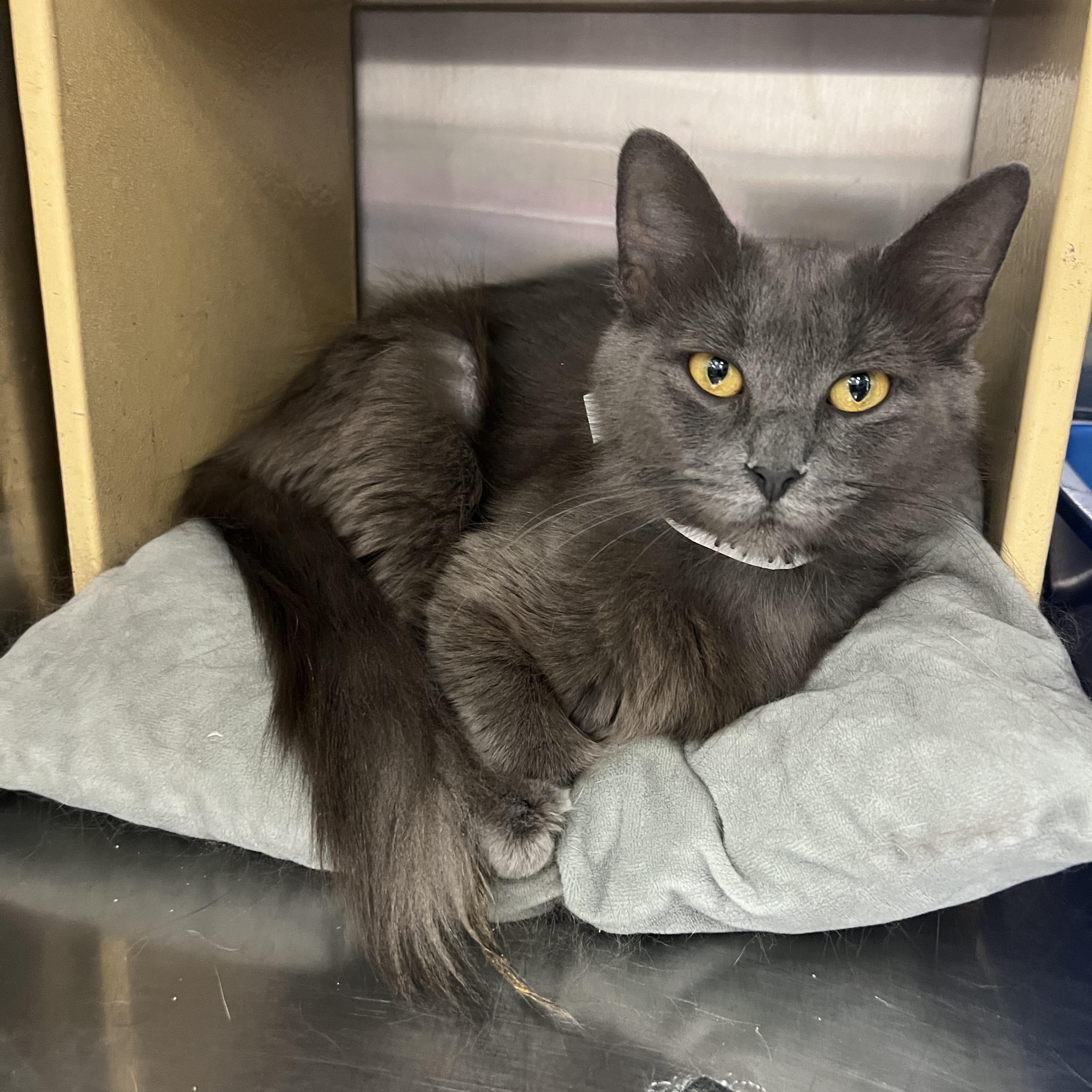 Enlarge Thistle, a Adoptable mixed breed in Palmetto, FL image 2/2