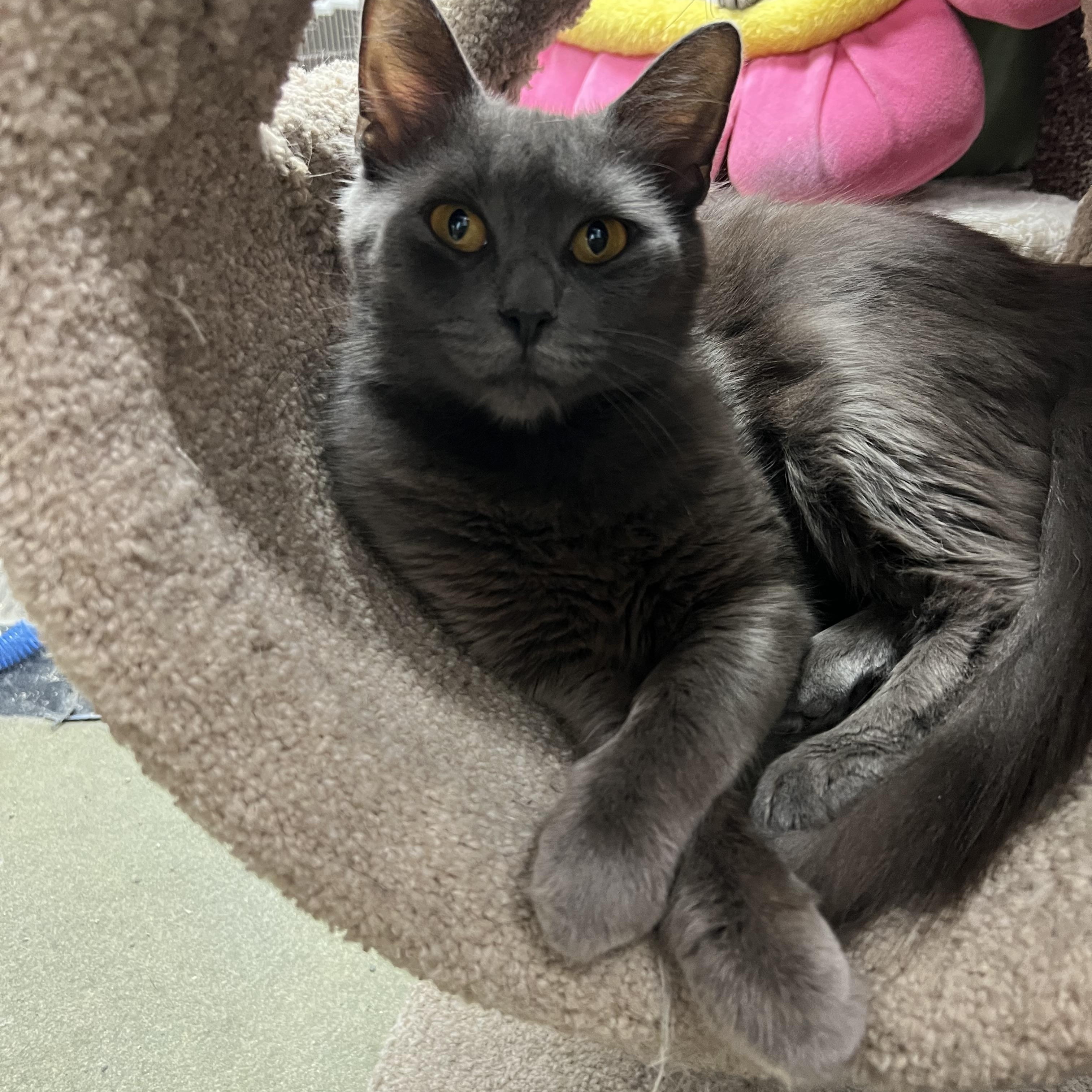 Enlarge Thistle, a Adoptable mixed breed in Palmetto, FL image 1/2