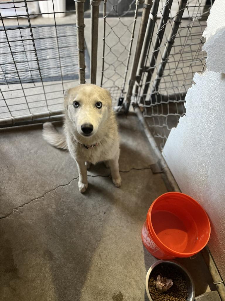 Maple, Adoptable, Puppy Female Husky.