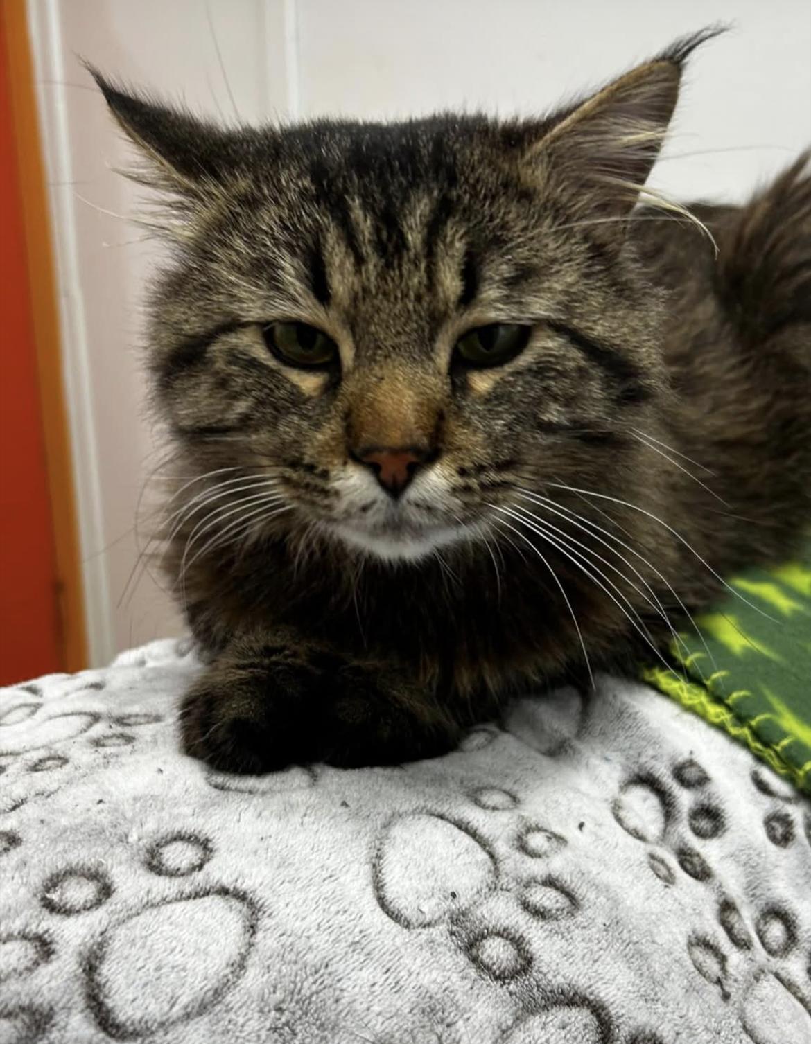 Enlarge Dinosaur, an adopted Domestic Medium Hair in Maple Ridge, BC image 3/5