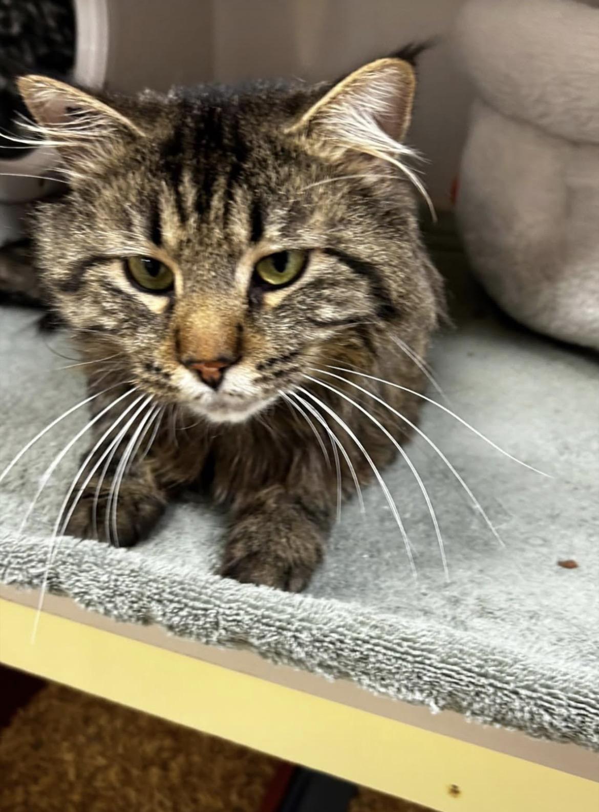 Enlarge Dinosaur, an adopted Domestic Medium Hair in Maple Ridge, BC image 2/5