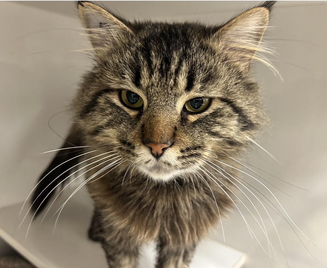 Enlarge Dinosaur, an adopted Domestic Medium Hair in Maple Ridge, BC image 4/5