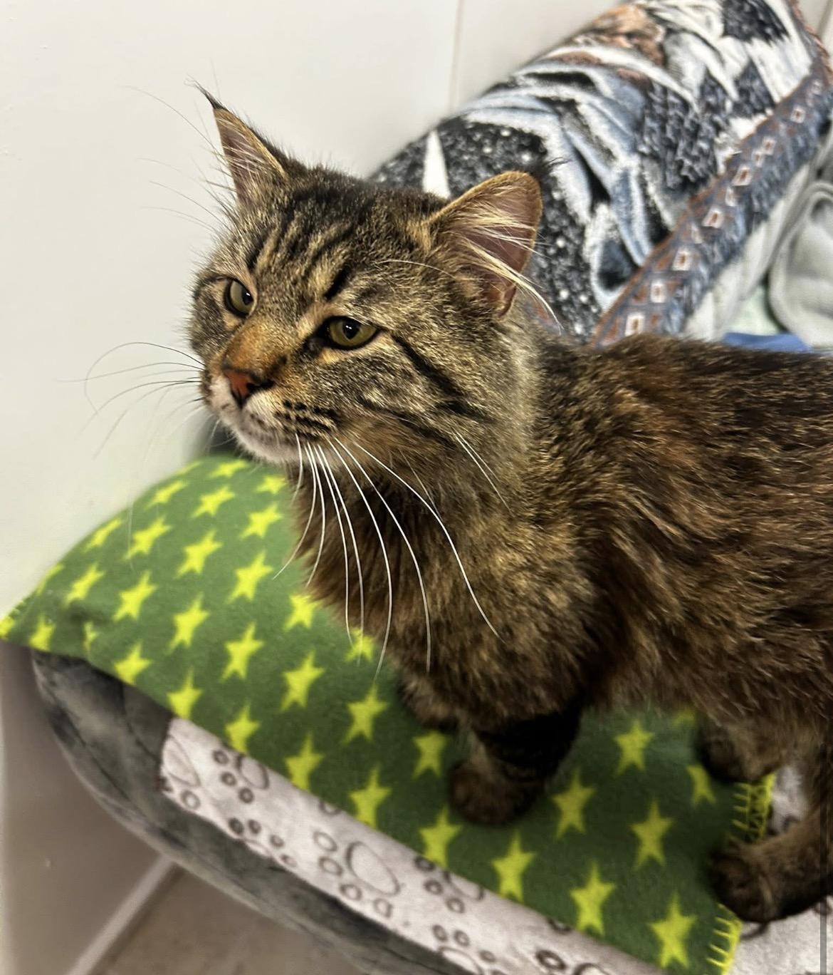 Enlarge Dinosaur, an adopted Domestic Medium Hair in Maple Ridge, BC image 5/5