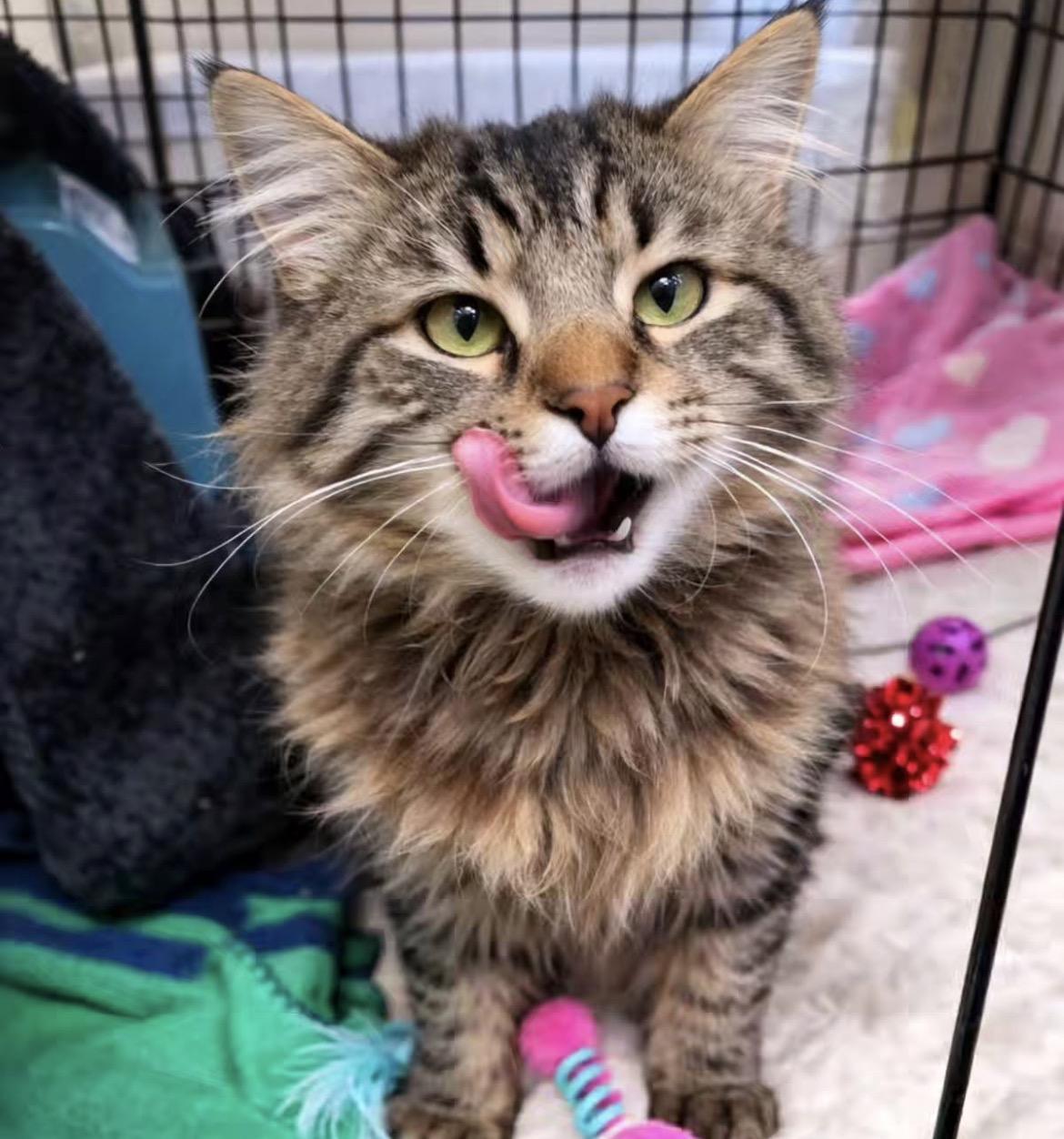 Dinosaur, adopted, Young Male Domestic Medium Hair.