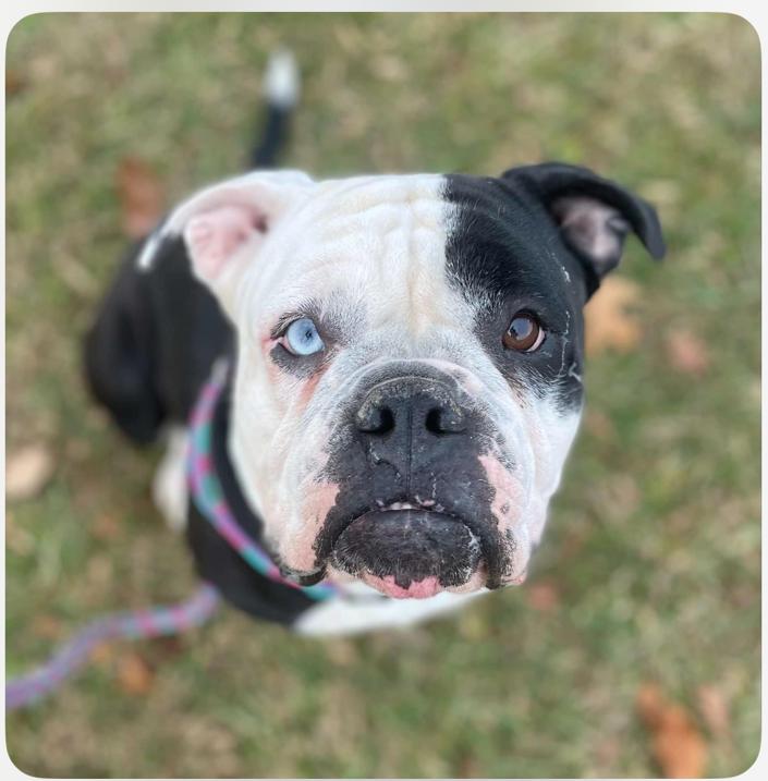 Enlarge Smitten Mitten, a Adopted mixed breed in Jarrettsville, MD image 1/3