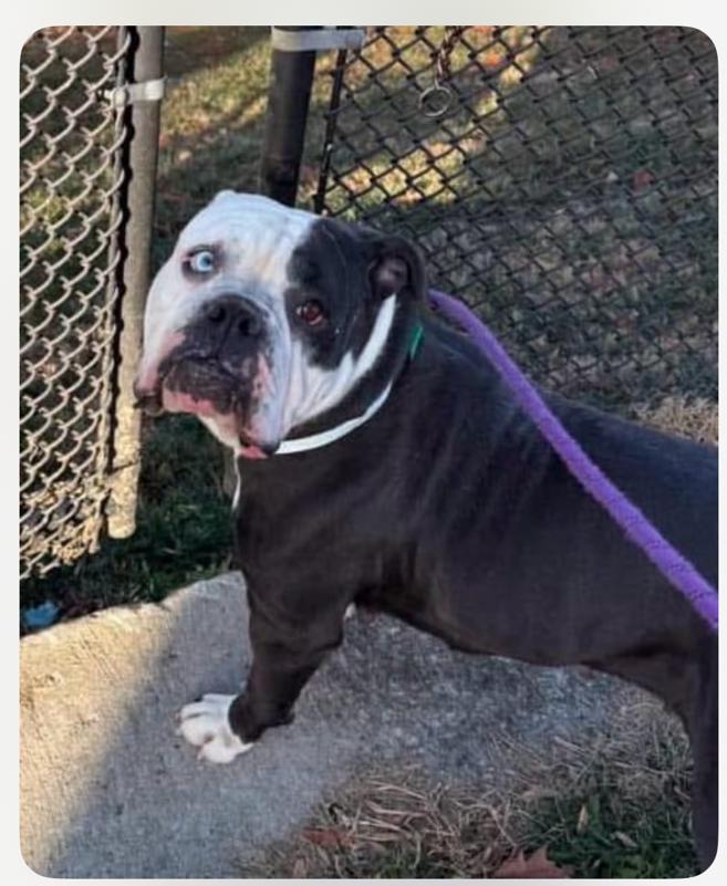 Enlarge Smitten Mitten, a Adopted mixed breed in Jarrettsville, MD image 2/3