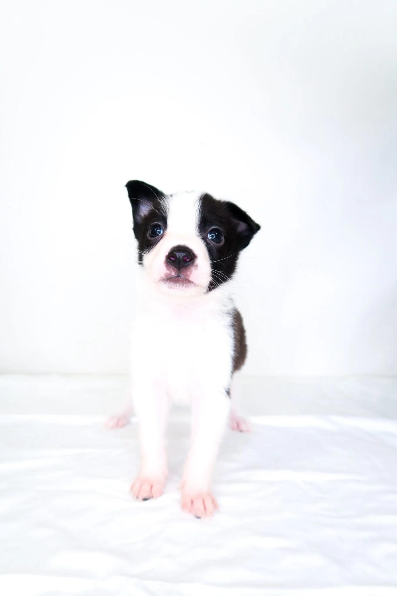 Webkinz, an adoptable mixed breed in Bixby, OK image 5/5
