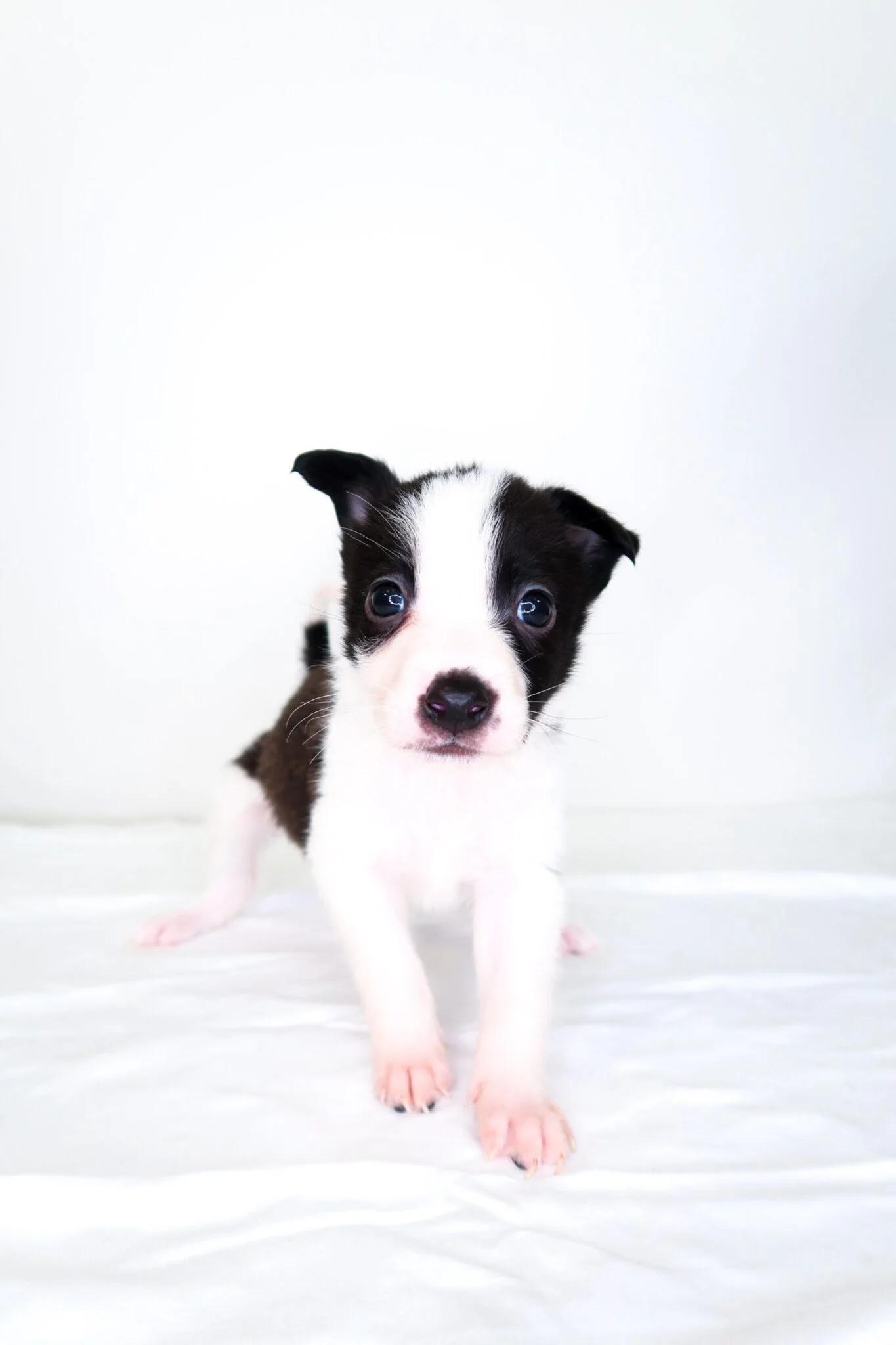 Webkinz, an adoptable mixed breed in Bixby, OK image 3/5