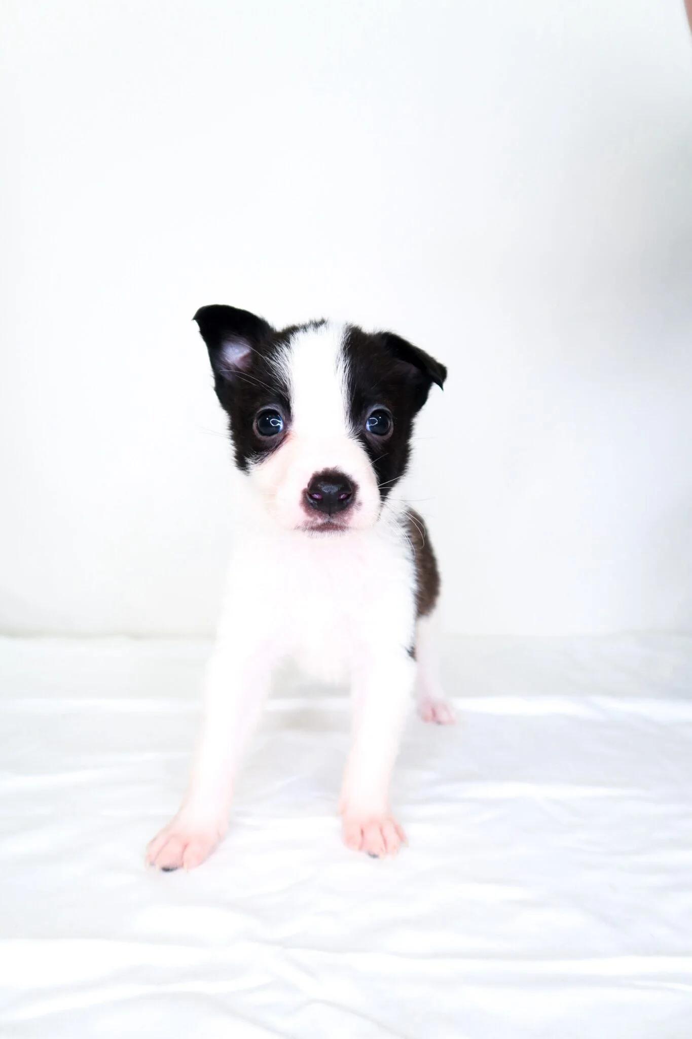 Webkinz, adoptable, Puppy Male Australian Cattle Dog / Blue Heeler.