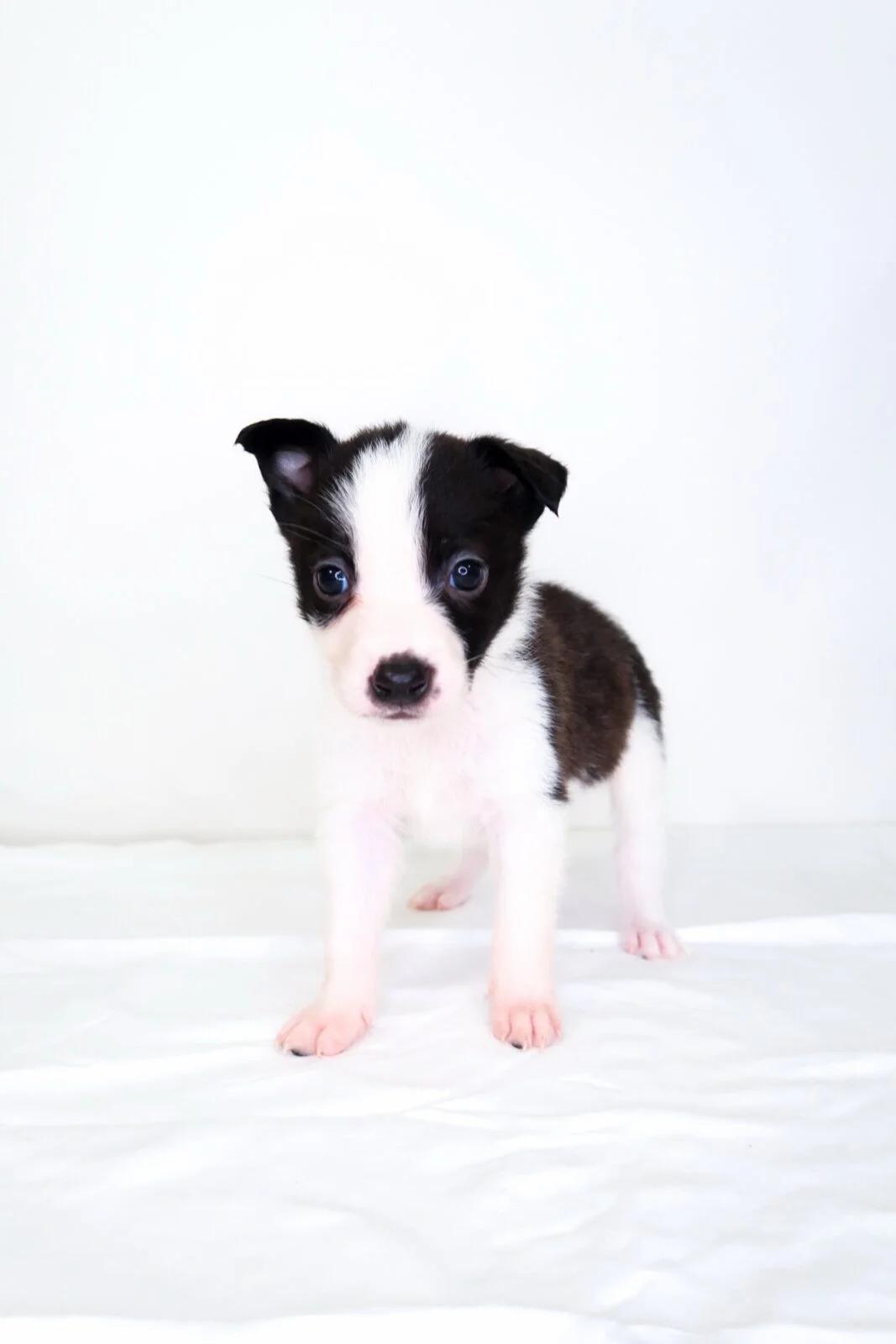 Webkinz, an adoptable mixed breed in Bixby, OK image 4/5