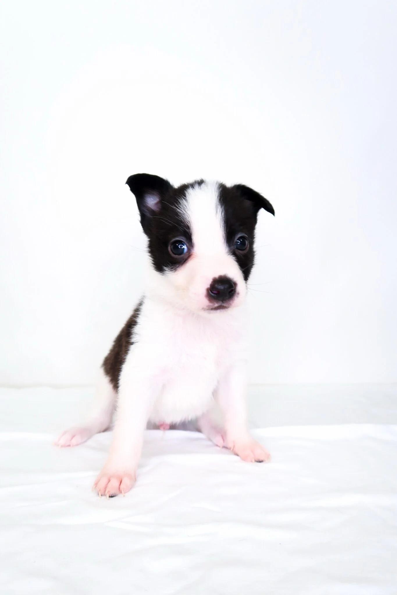 Webkinz, an adoptable mixed breed in Bixby, OK image 2/5