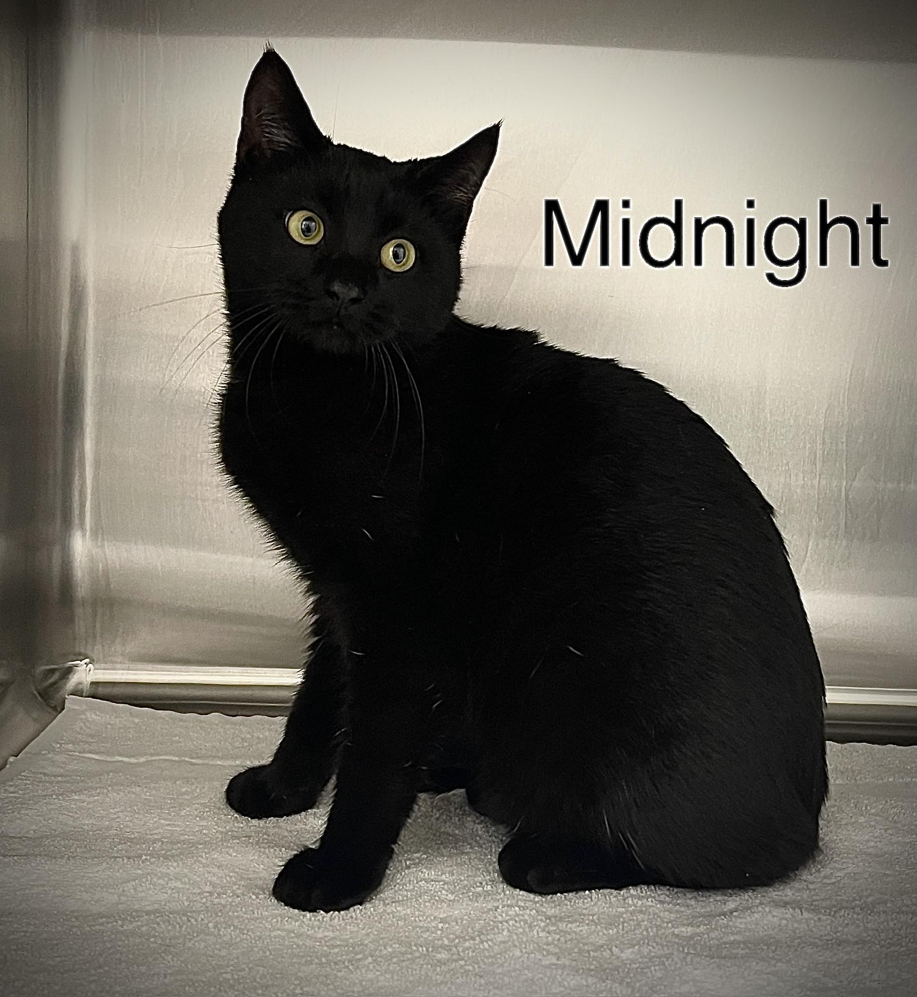 Enlarge Midnight, a Adoptable Domestic Short Hair in Pawleys Island, SC image 1/1