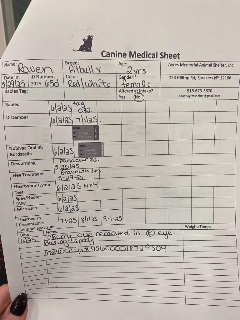 Enlarge Raven, a Adopted mixed breed in Sprakers, NY image 1/6