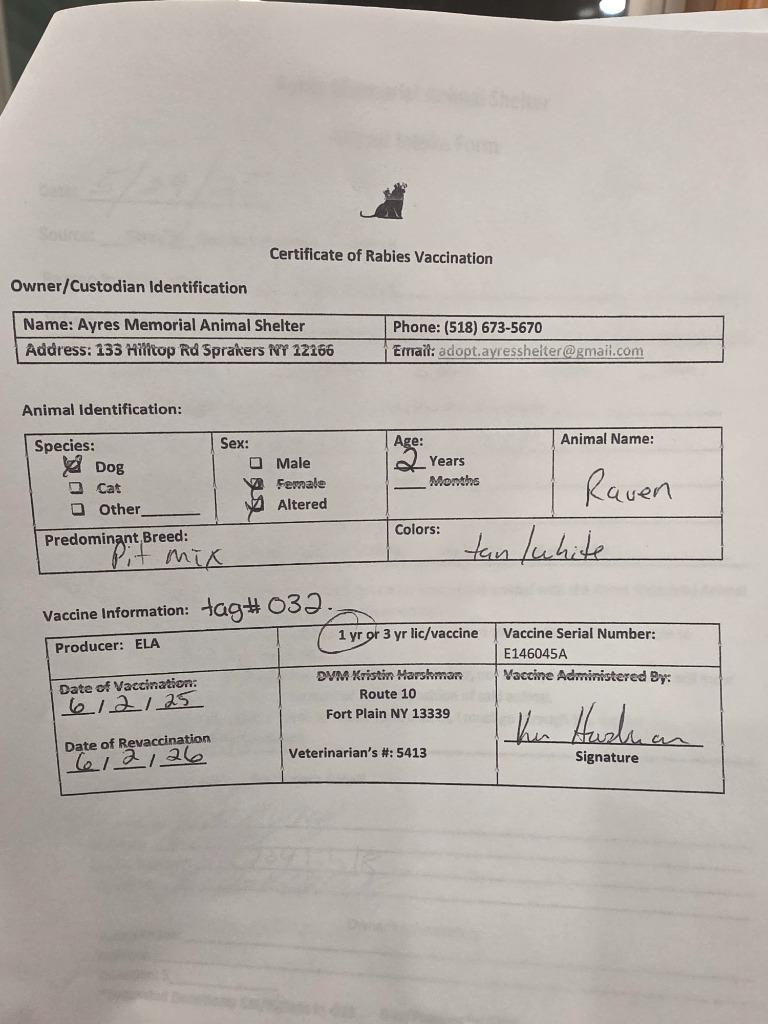 Enlarge Raven, a Adopted mixed breed in Sprakers, NY image 3/6