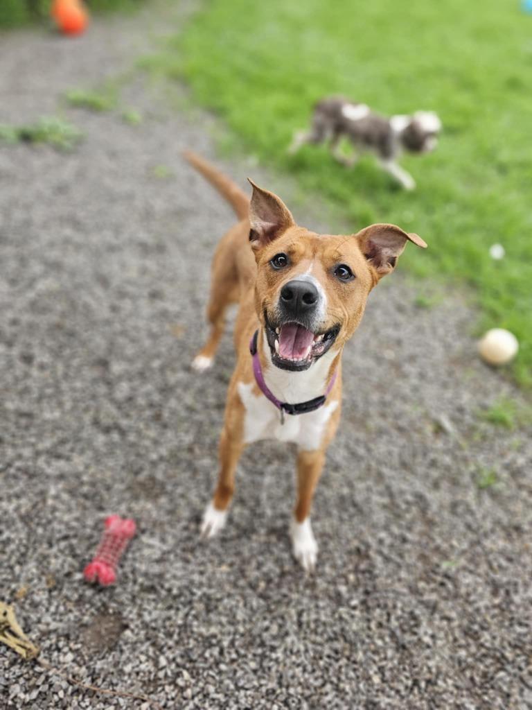 Enlarge Raven, a Adopted mixed breed in Sprakers, NY image 4/6