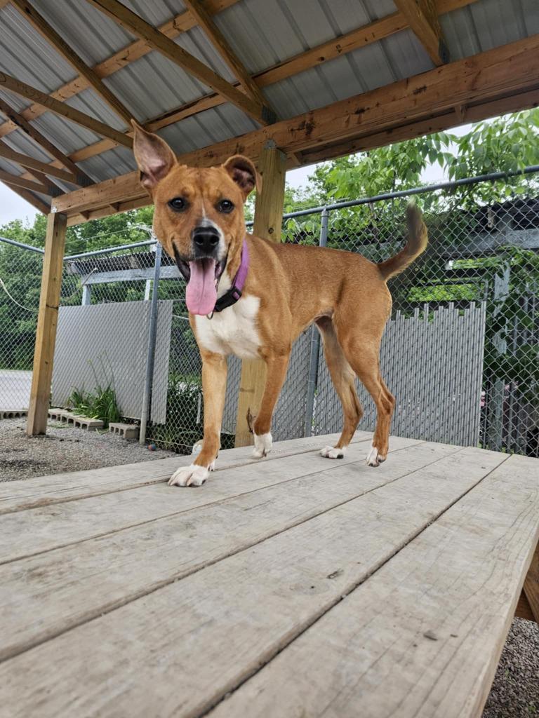 Enlarge Raven, a Adopted mixed breed in Sprakers, NY image 5/6