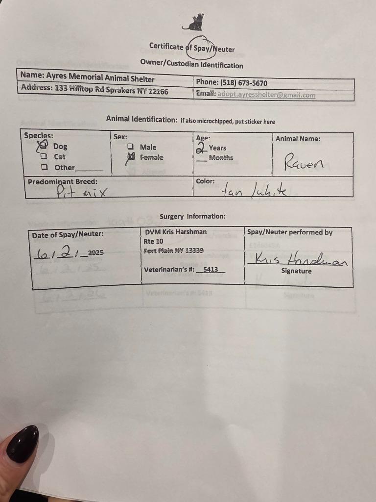 Enlarge Raven, a Adopted mixed breed in Sprakers, NY image 6/6