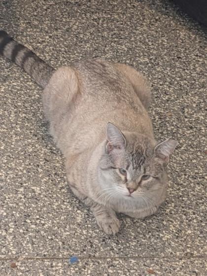 Simon, Adoptable, Adult Male Domestic Short Hair & Domestic Short Hair.