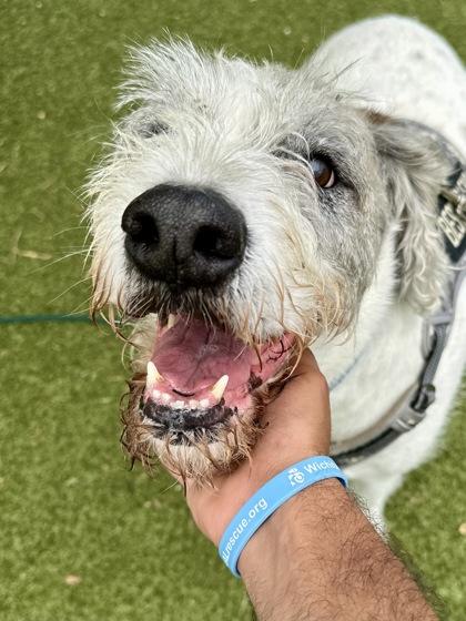 DJ, Adoptable, Senior Male Mixed Breed & Mixed Breed.