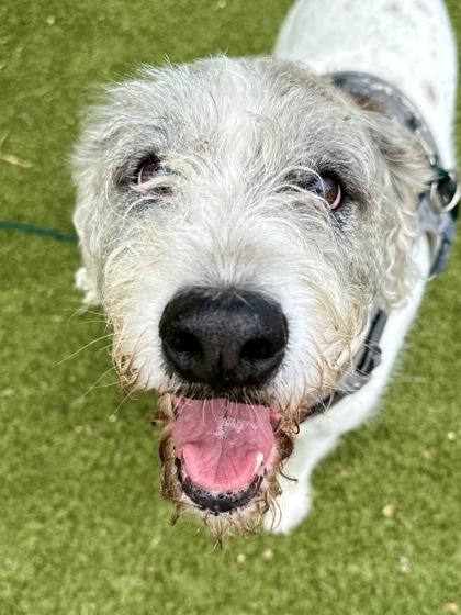 DJ, a Adoptable mixed breed in Wichita, KS image 3/3