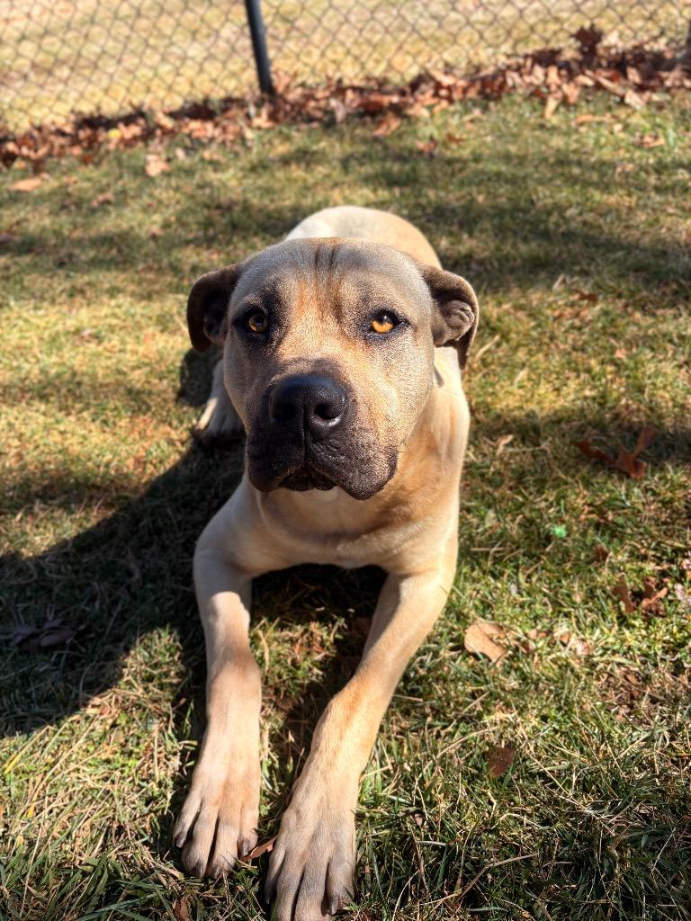 Sarge, Adoptable, Adult Male Cane Corso.