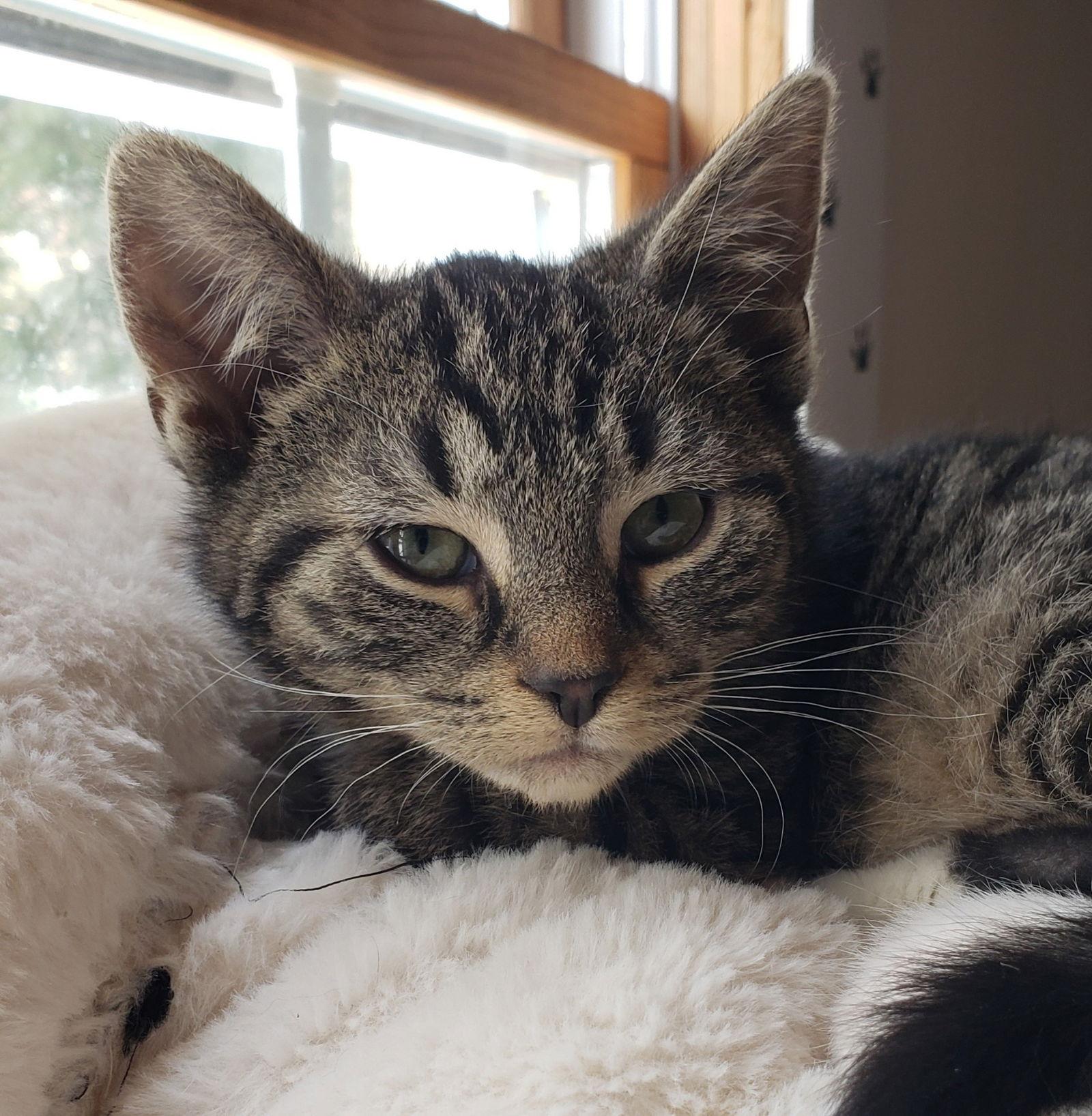 Enlarge **Sal, a Adopted Domestic Short Hair in Cuyahoga Falls, OH image 1/2