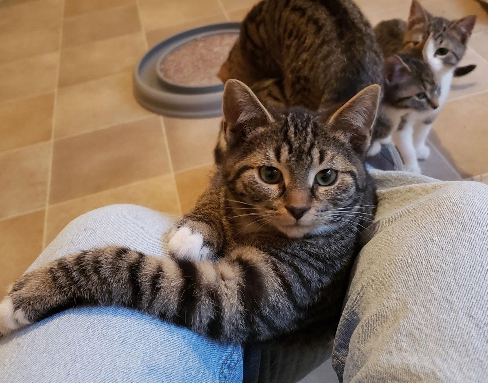 Enlarge **Sal, a Adopted Domestic Short Hair in Cuyahoga Falls, OH image 2/2